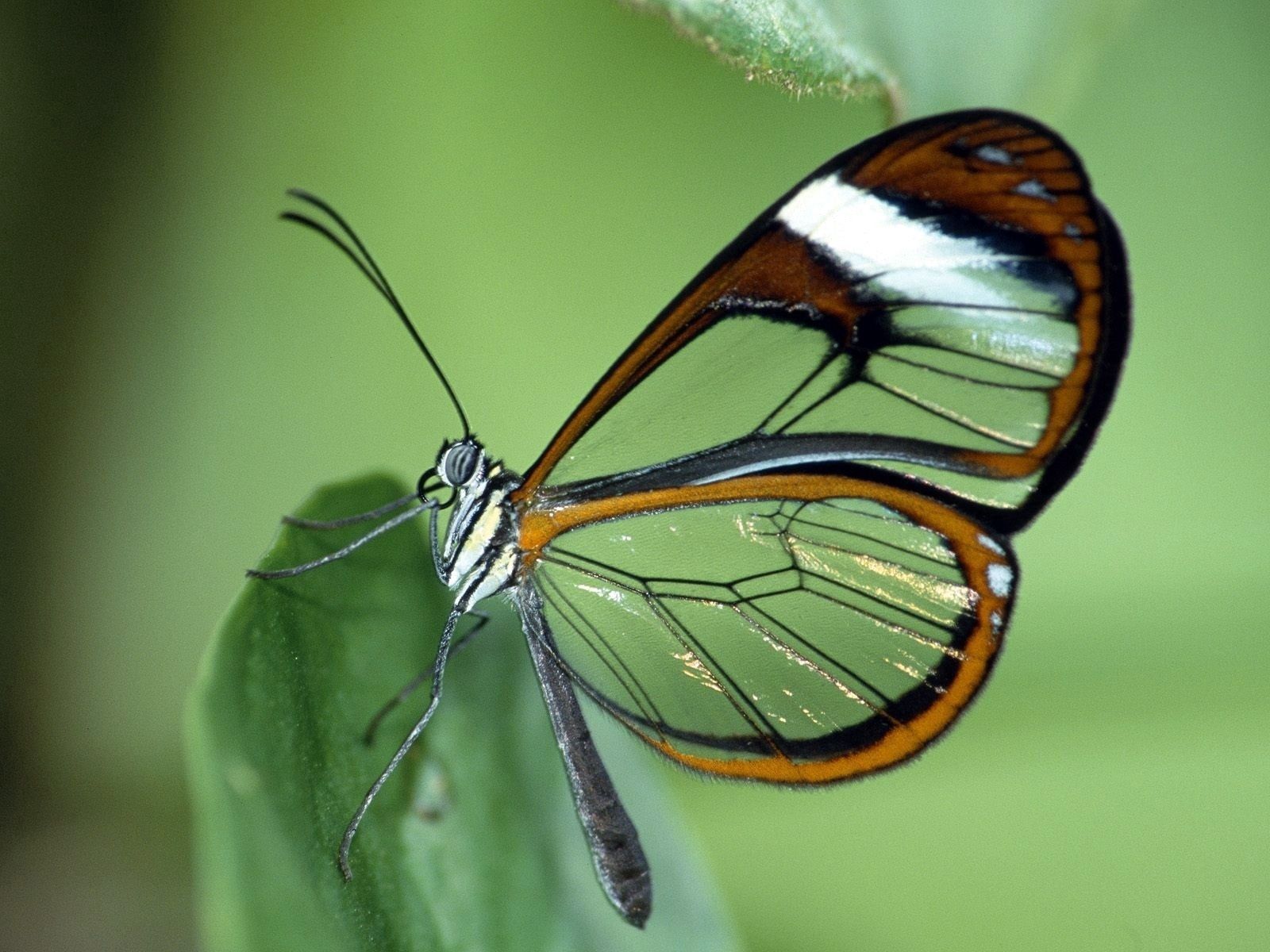 PCデスクトップに蝶, 葉, 大きい, マクロ, バタフライ, 翼, パターン画像を無料でダウンロード