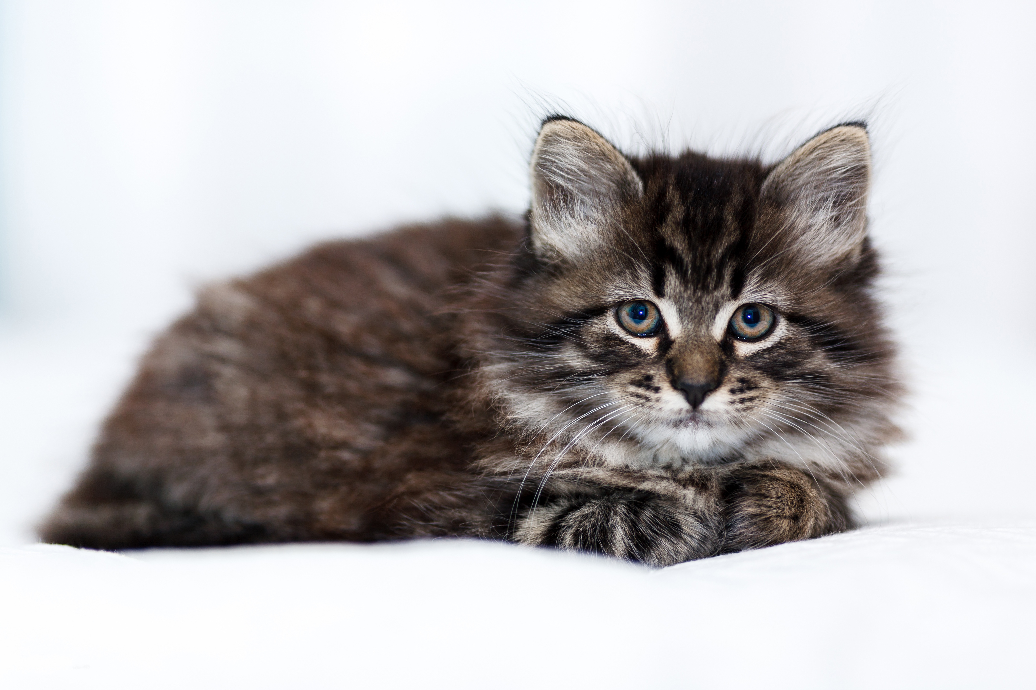 Baixe gratuitamente a imagem Animais, Gatos, Gato, Gatinho, Animal Bebê na área de trabalho do seu PC