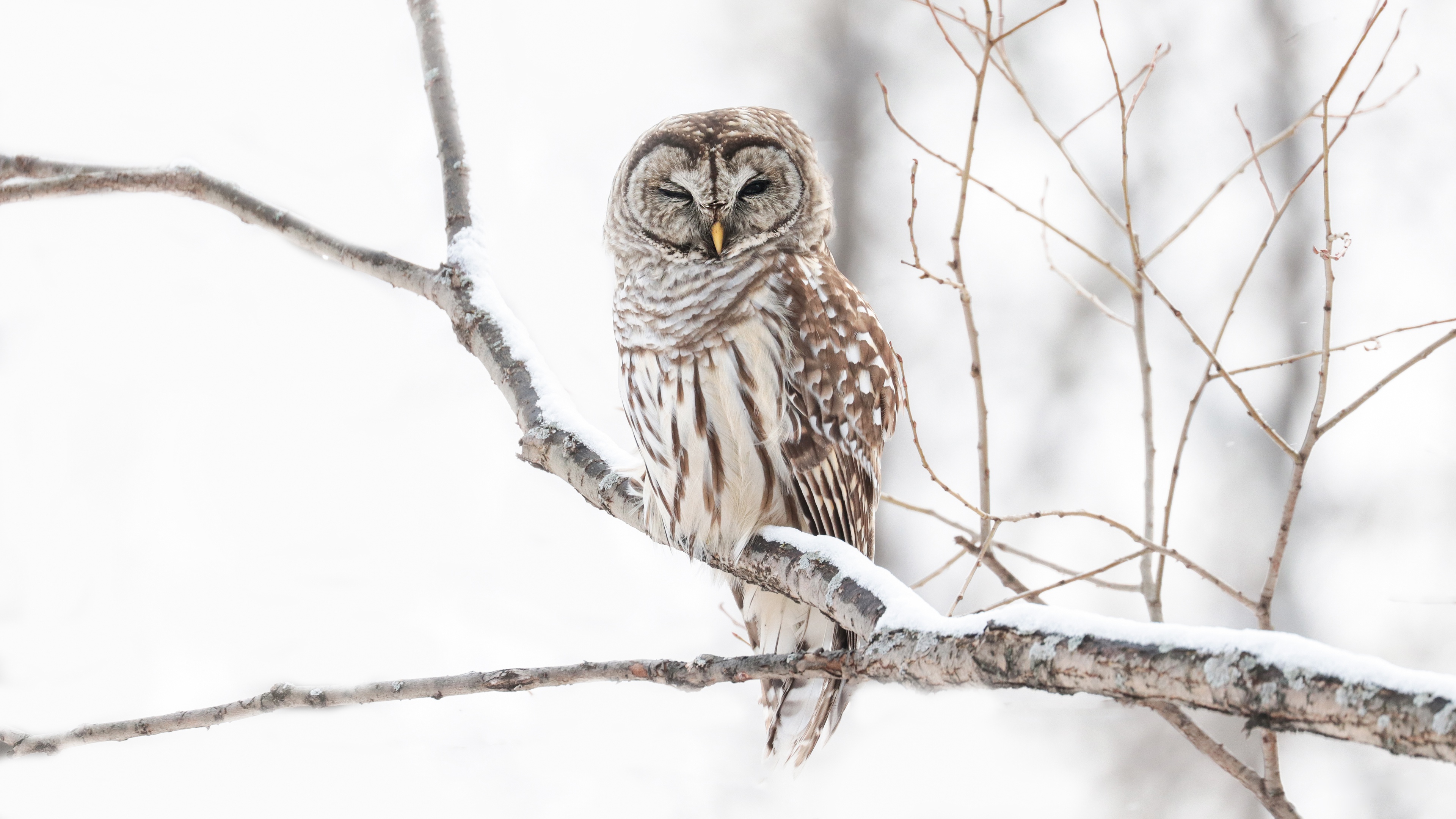 Free download wallpaper Birds, Owl, Bird, Branch, Animal on your PC desktop