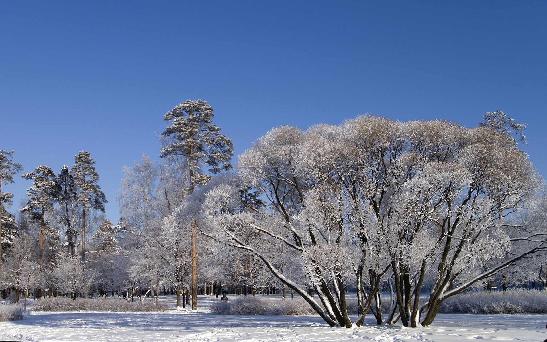 136422 скачать обои зима, природа, деревья, небо, снег, ветви, ясно, раскидистые - заставки и картинки бесплатно