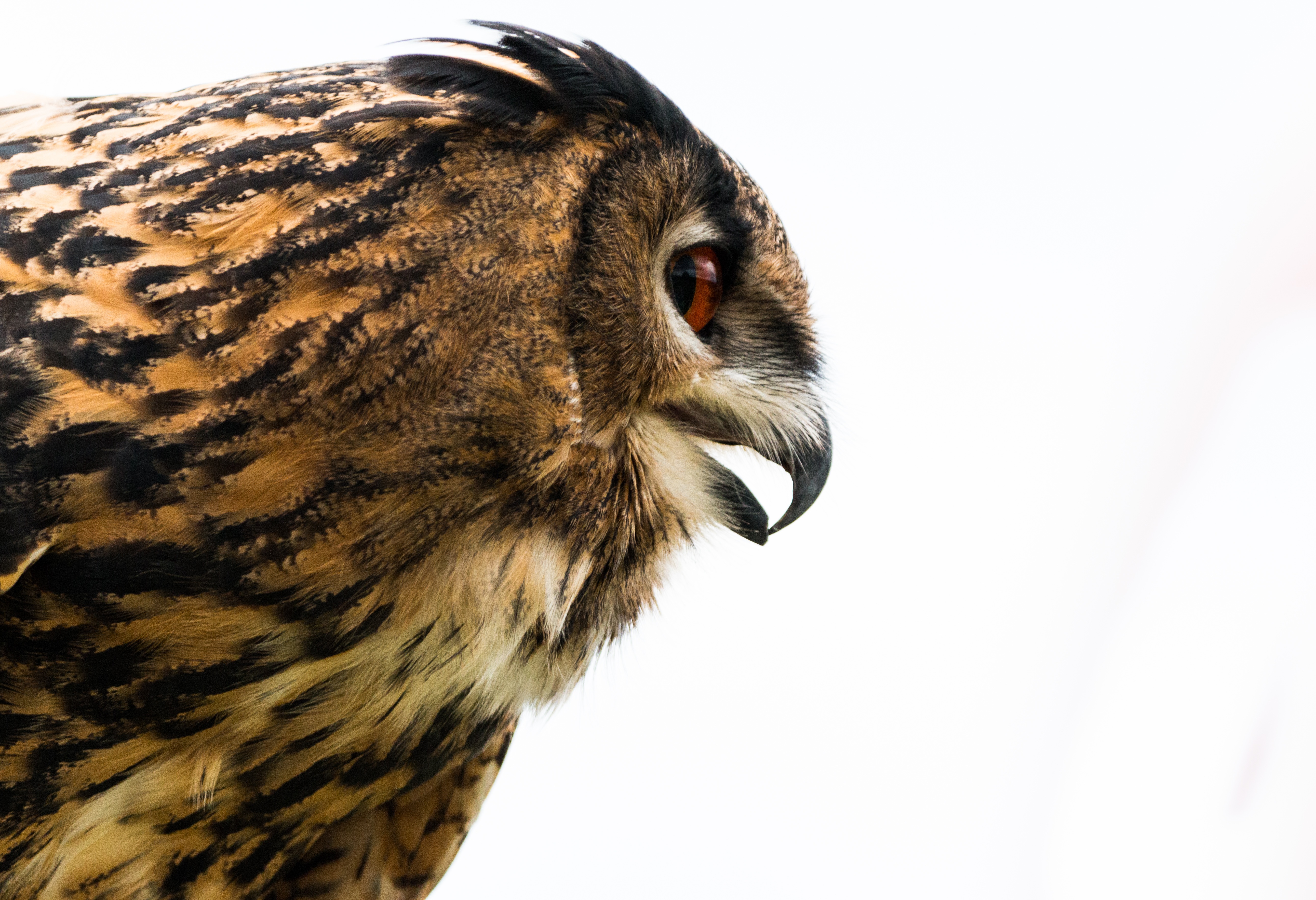 animals, owl, bird, beak, predator, profile, eagle owl