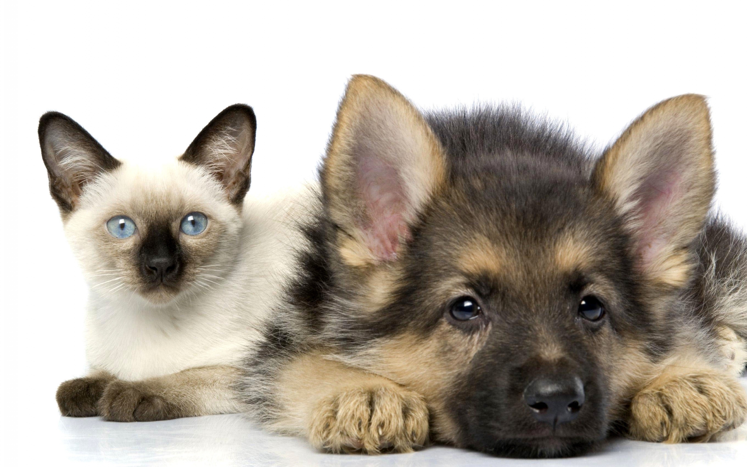 Handy-Wallpaper Tiere, Katzen, Hunde kostenlos herunterladen.