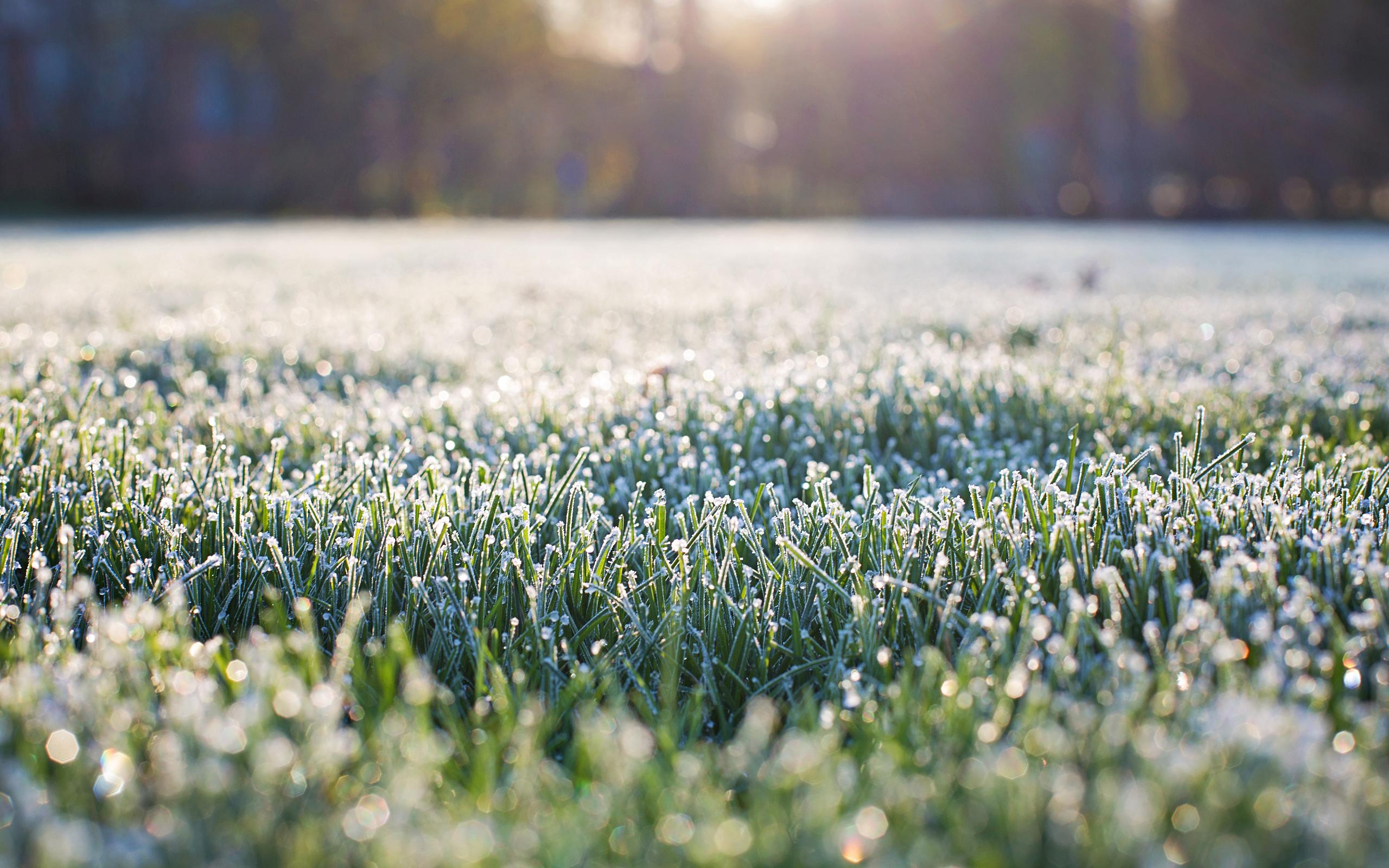 Download mobile wallpaper Grass, Earth, Frost for free.