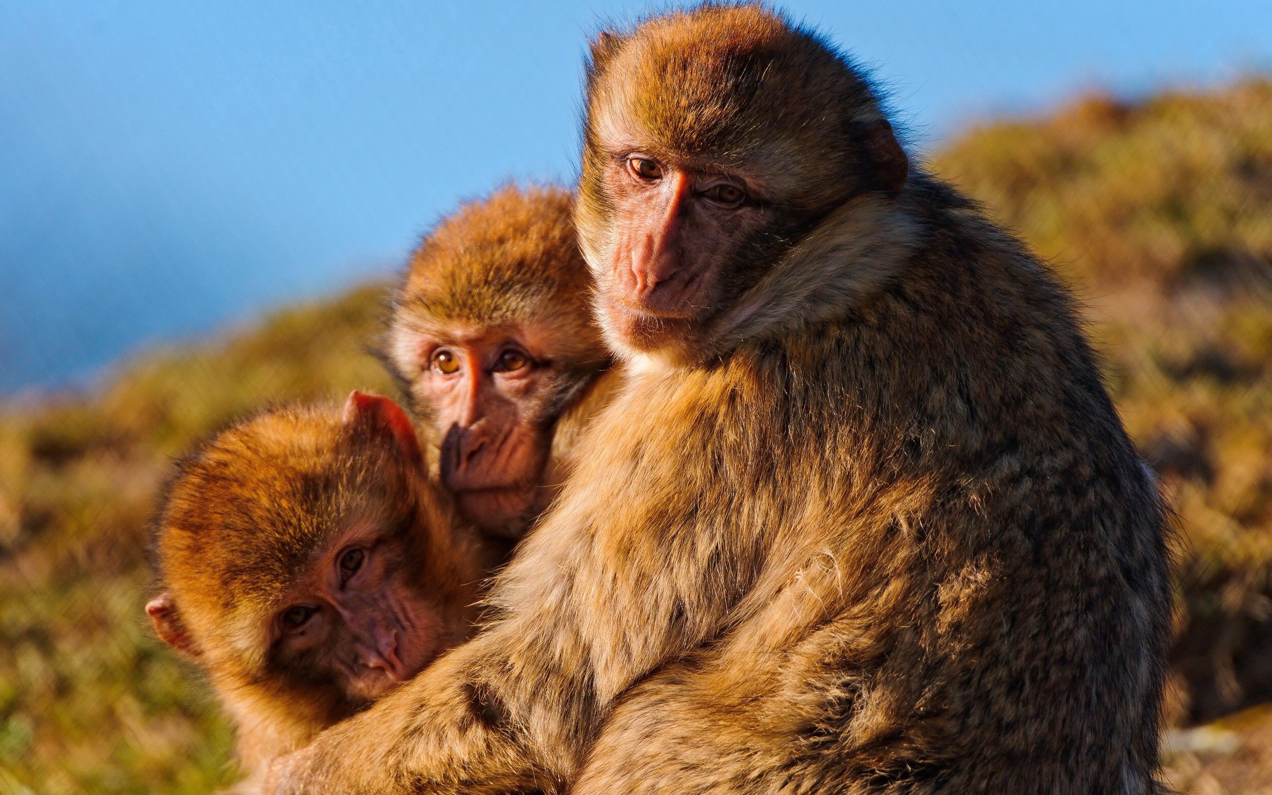 57248 Bild herunterladen tiere, monkeys, die familie, familie, umarmung, umarmen, affen, selbsterhaltung, instinkte - Hintergrundbilder und Bildschirmschoner kostenlos