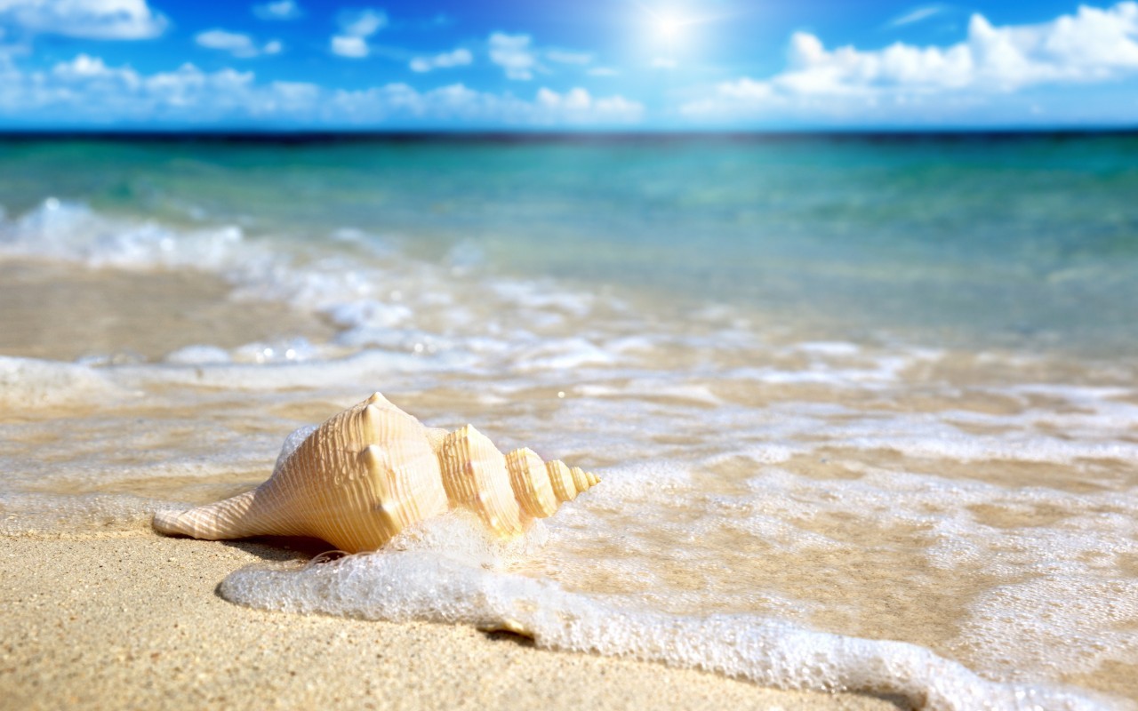 shells, landscape, sea, beach 8K