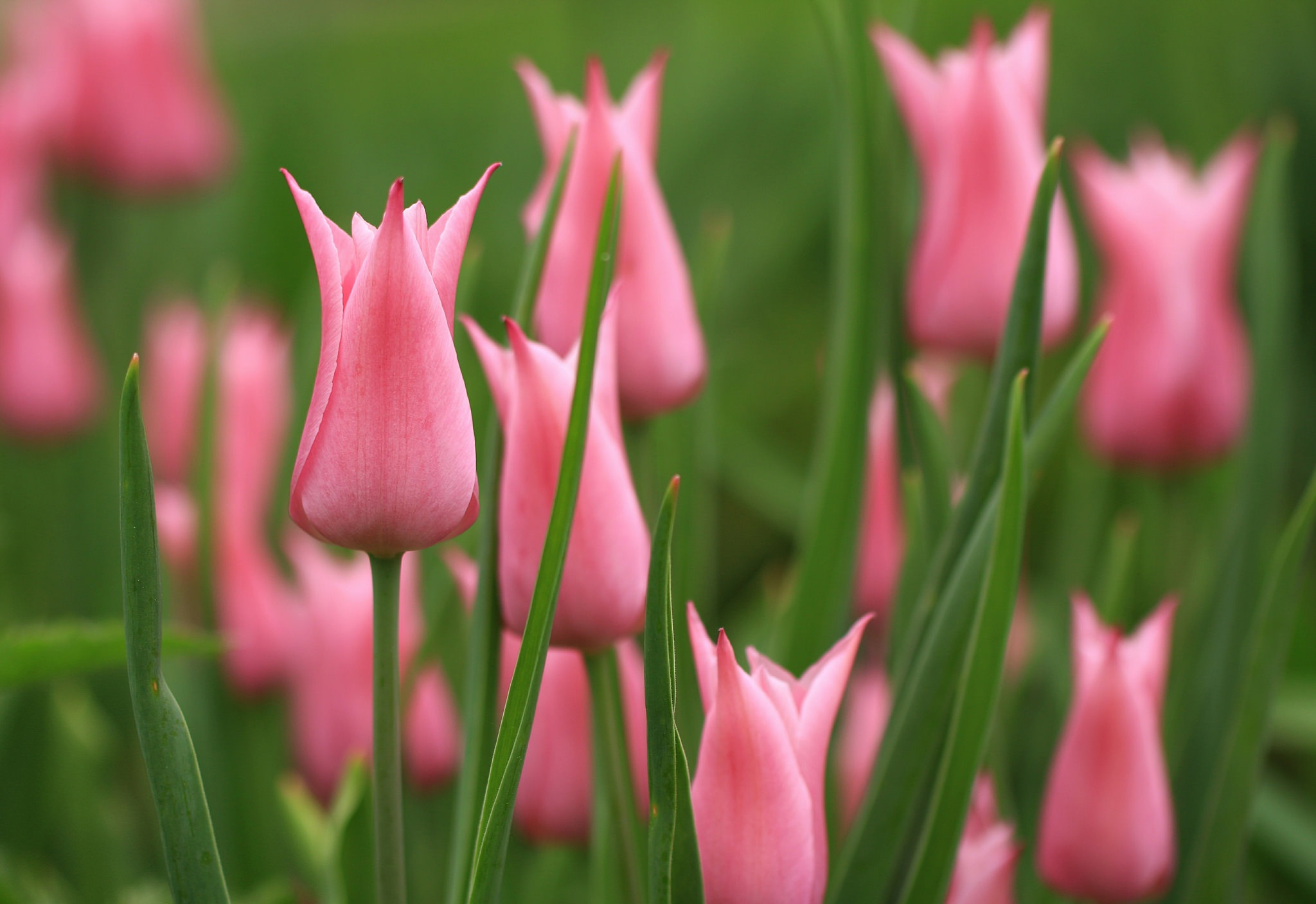 Descarga gratis la imagen Flores, Flor Rosa, Tulipán, Tierra/naturaleza en el escritorio de tu PC