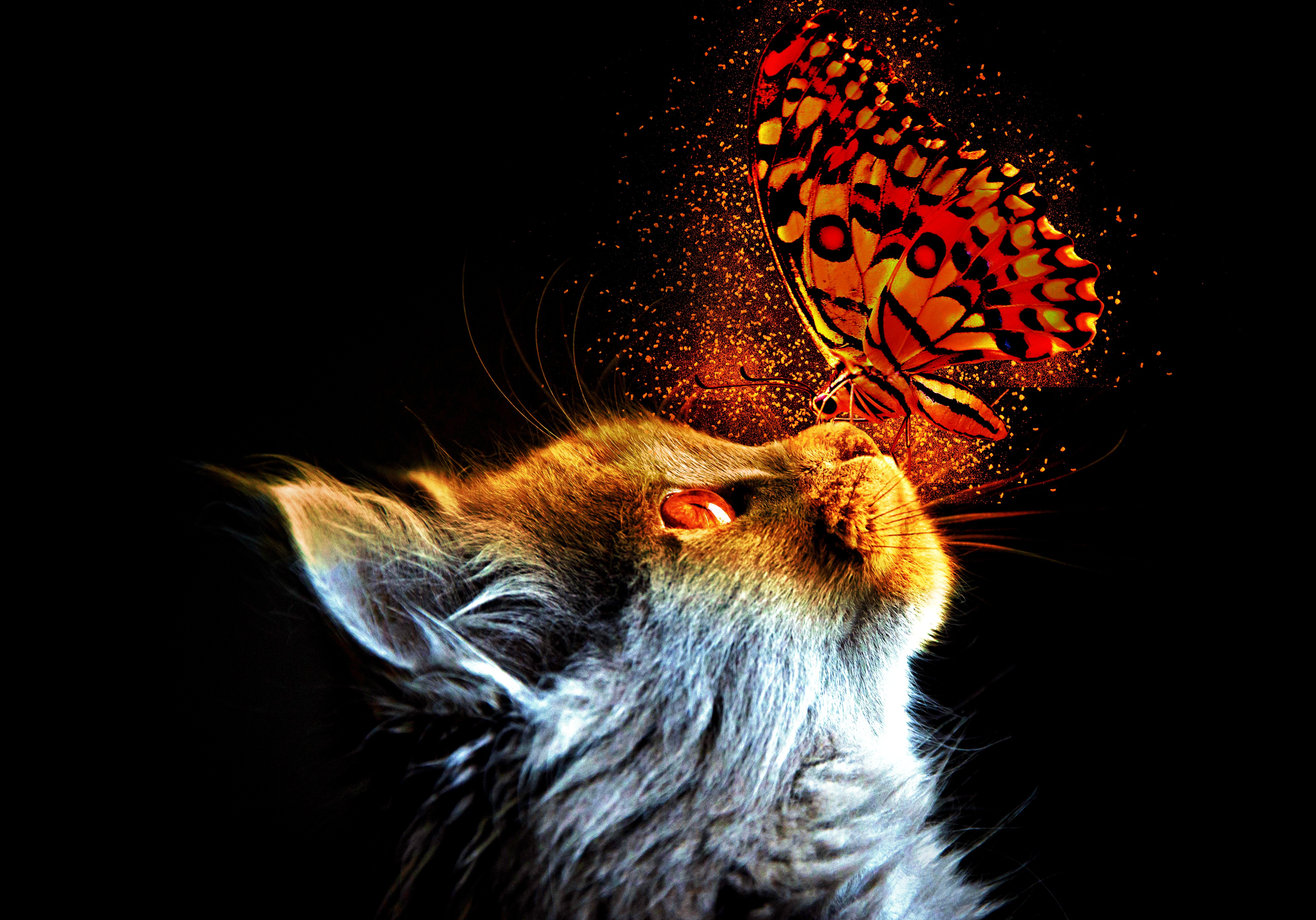 Laden Sie das Tiere, Katzen, Schmetterlinge, Katze, Insekt, Profil-Bild kostenlos auf Ihren PC-Desktop herunter
