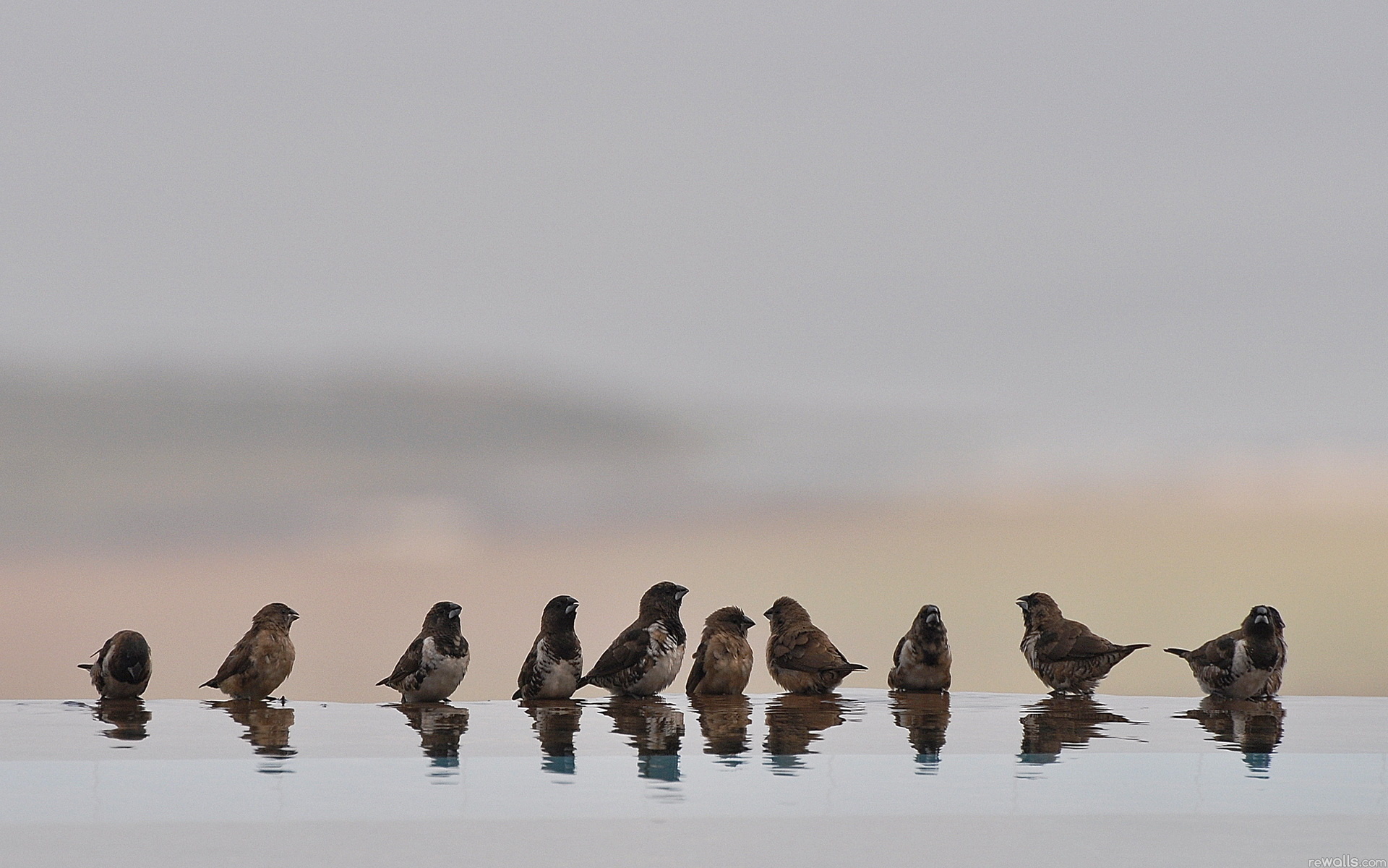 Baixar papel de parede para celular de Pássaro, Aves, Animais gratuito.