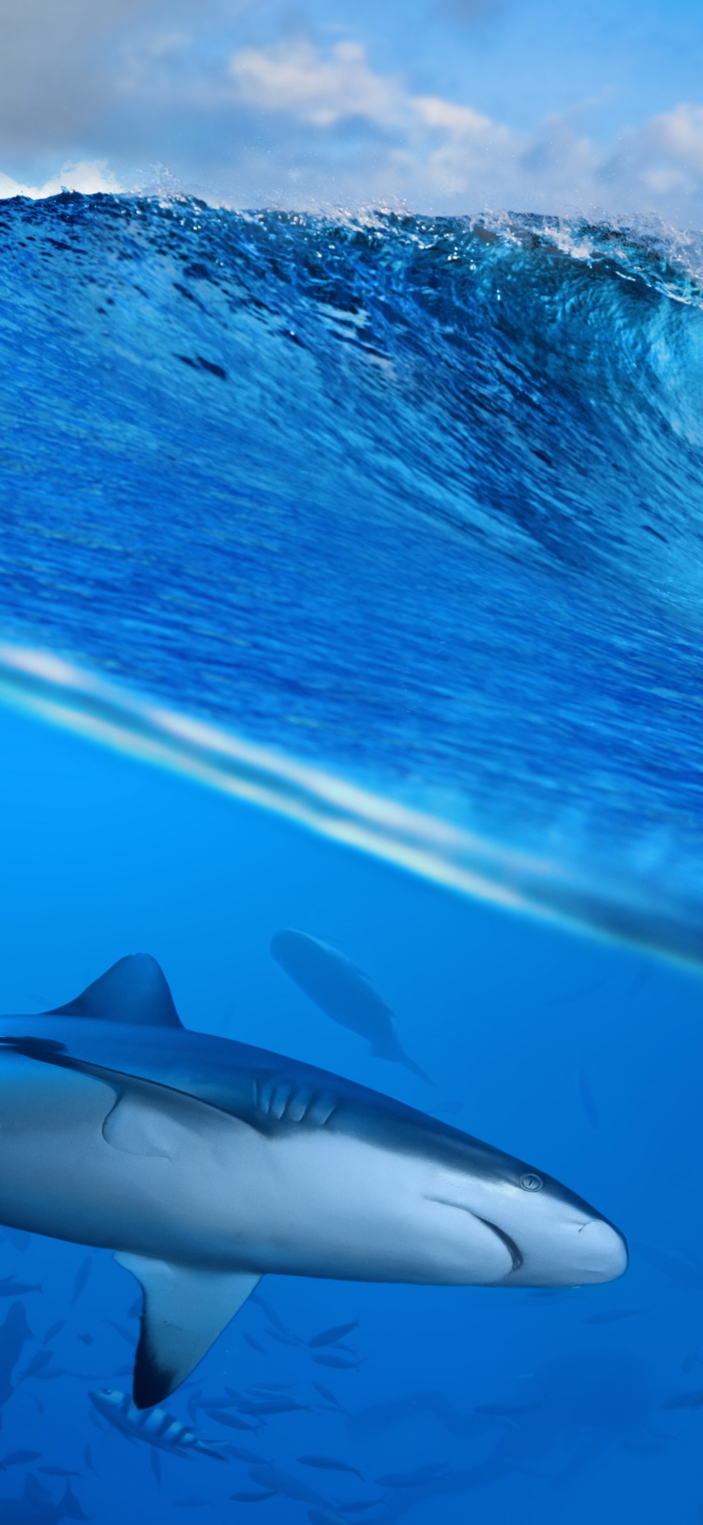 Baixar papel de parede para celular de Animais, Tubarão gratuito.