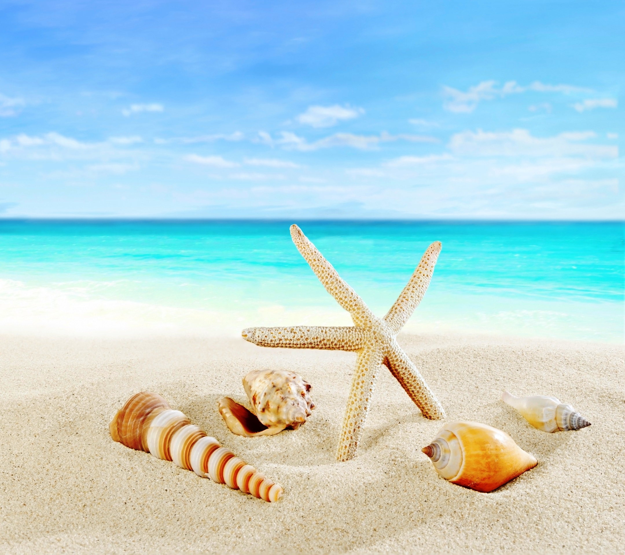 Laden Sie das Strand, Sand, Horizont, Ozean, Tropisch, Muschel, Meer, Erde/natur-Bild kostenlos auf Ihren PC-Desktop herunter