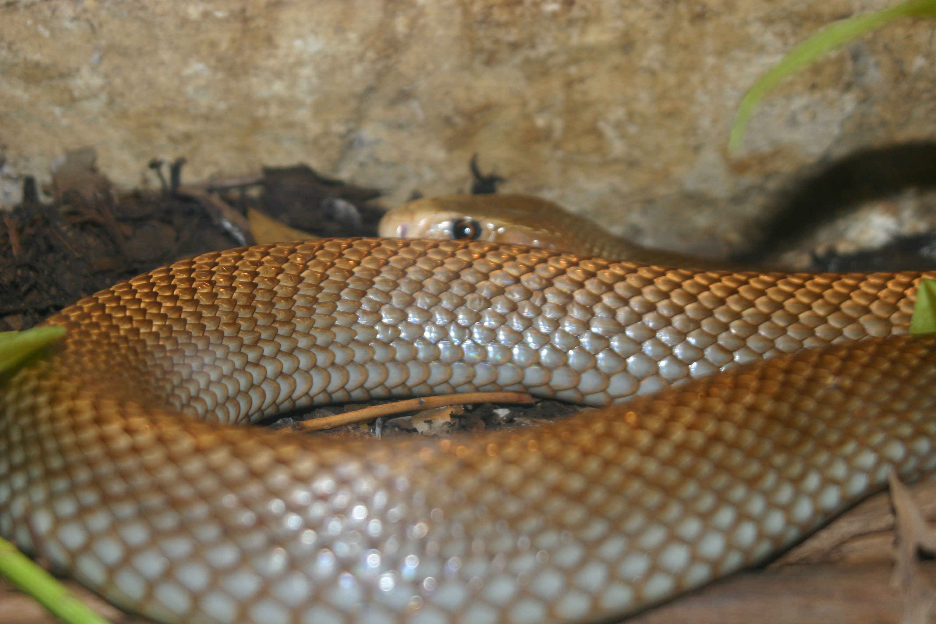 305161 télécharger le fond d'écran animaux, taïpan, reptiles - économiseurs d'écran et images gratuitement