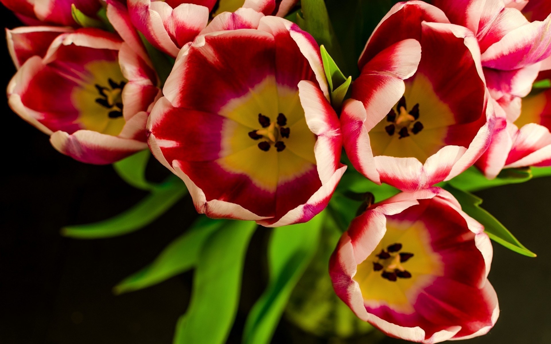 Download mobile wallpaper Flowers, Flower, Close Up, Earth, Tulip, Red Flower for free.