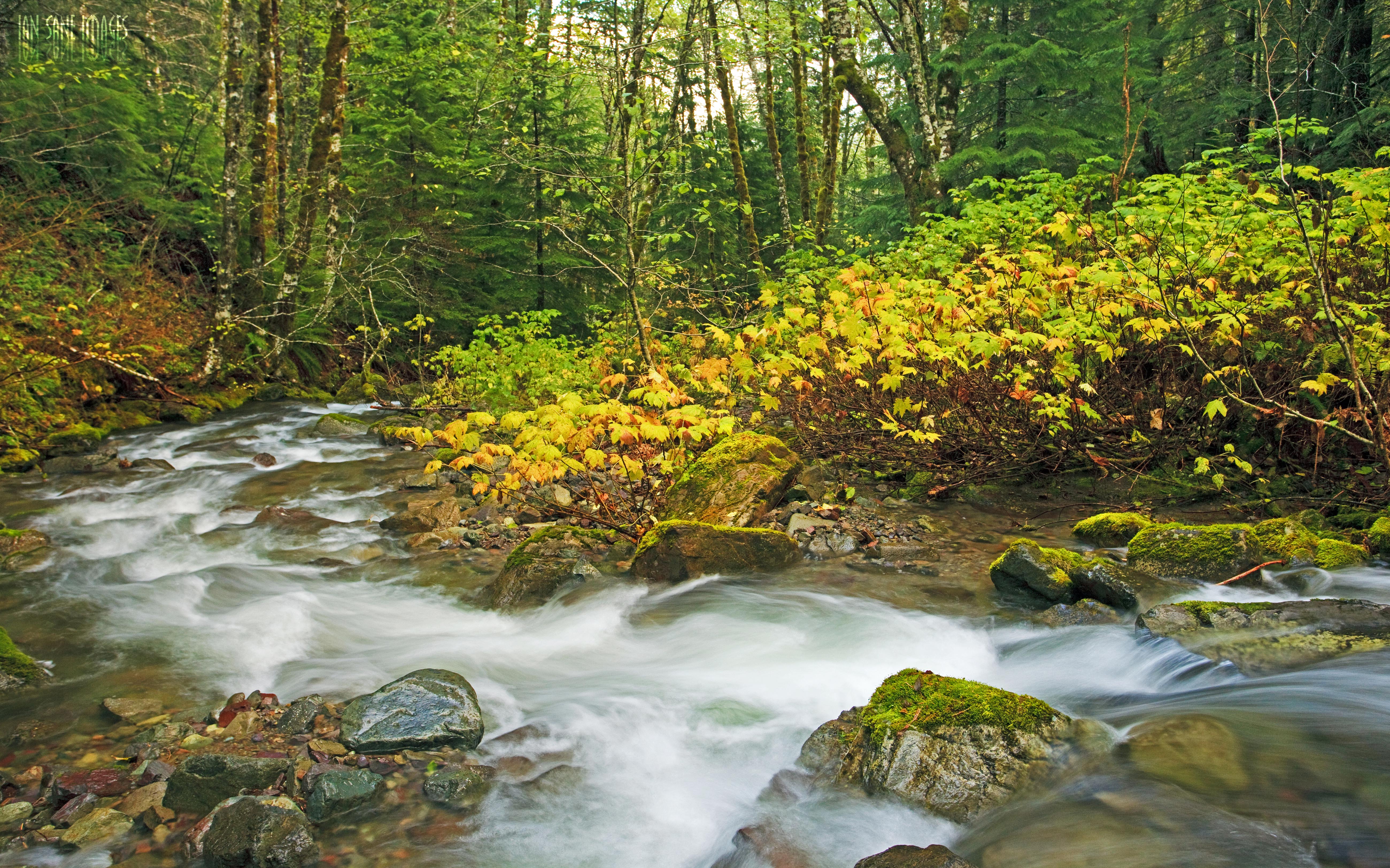 Laden Sie das Herbst, Wald, Strom, Erde/natur-Bild kostenlos auf Ihren PC-Desktop herunter
