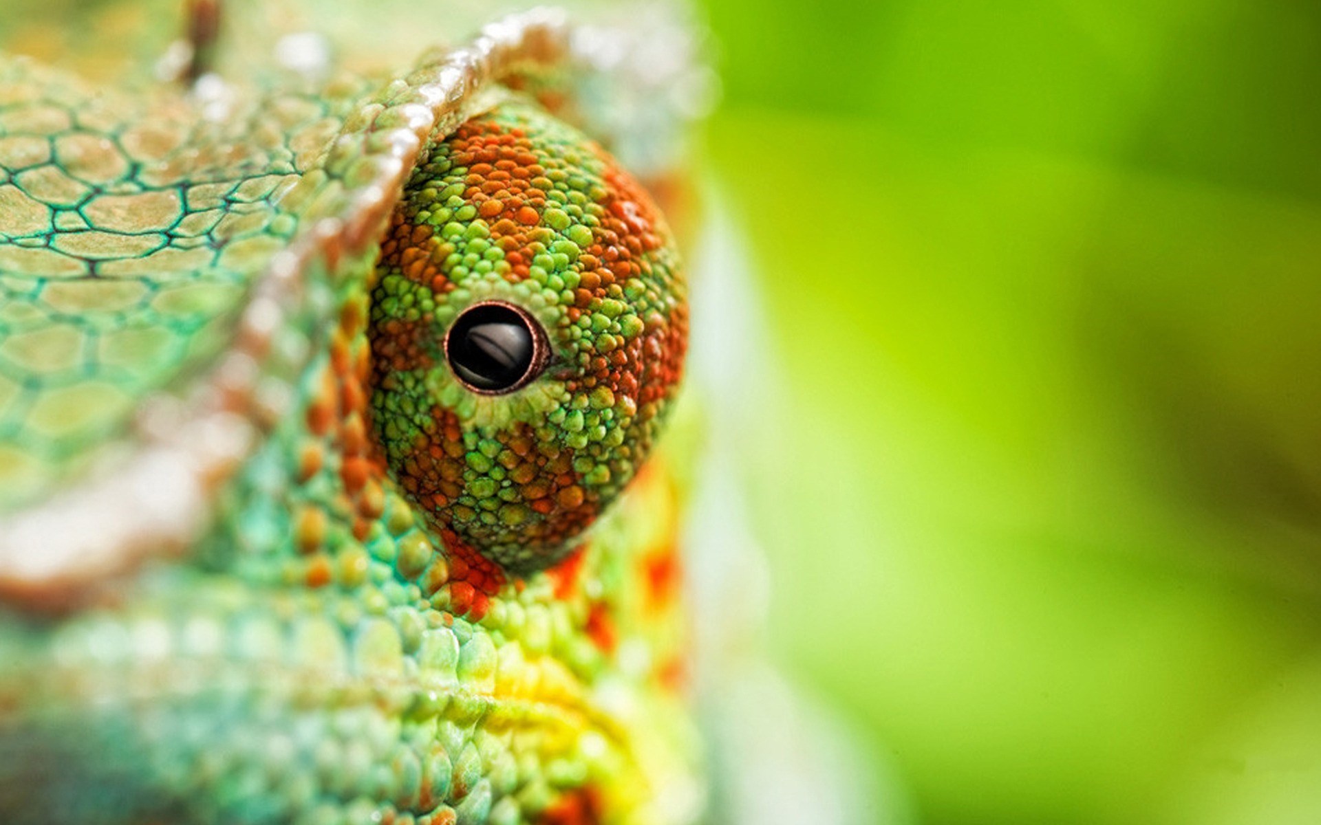 Download mobile wallpaper Chameleon, Reptiles, Animal for free.