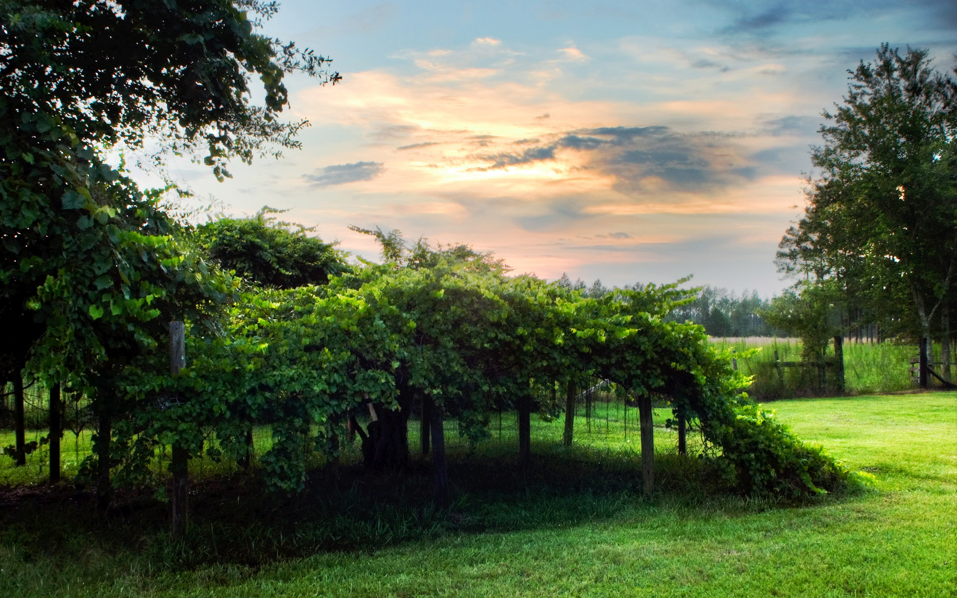 Descarga gratis la imagen Árbol, Tierra/naturaleza en el escritorio de tu PC