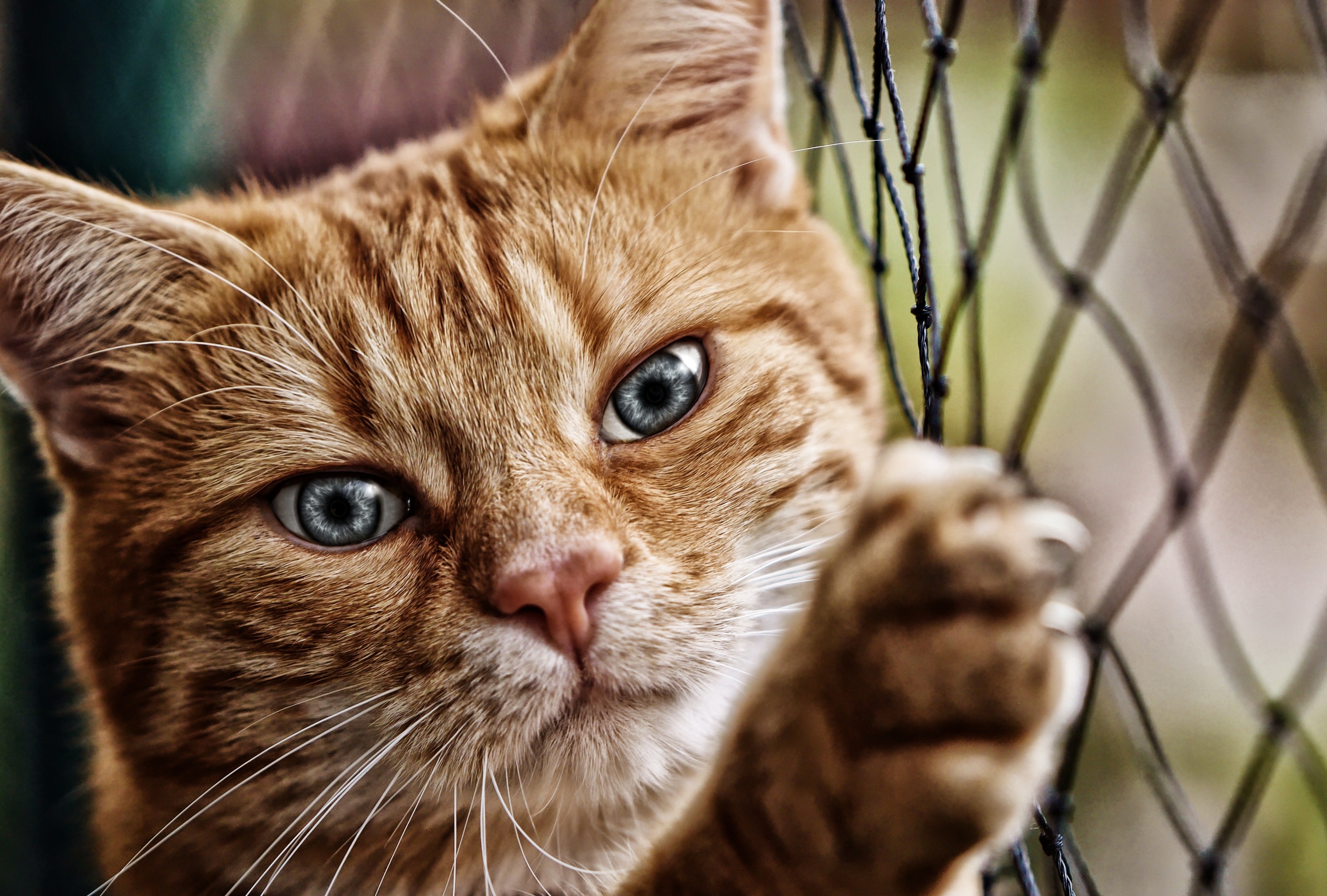 Baixe gratuitamente a imagem Animais, Gatos, Gato na área de trabalho do seu PC