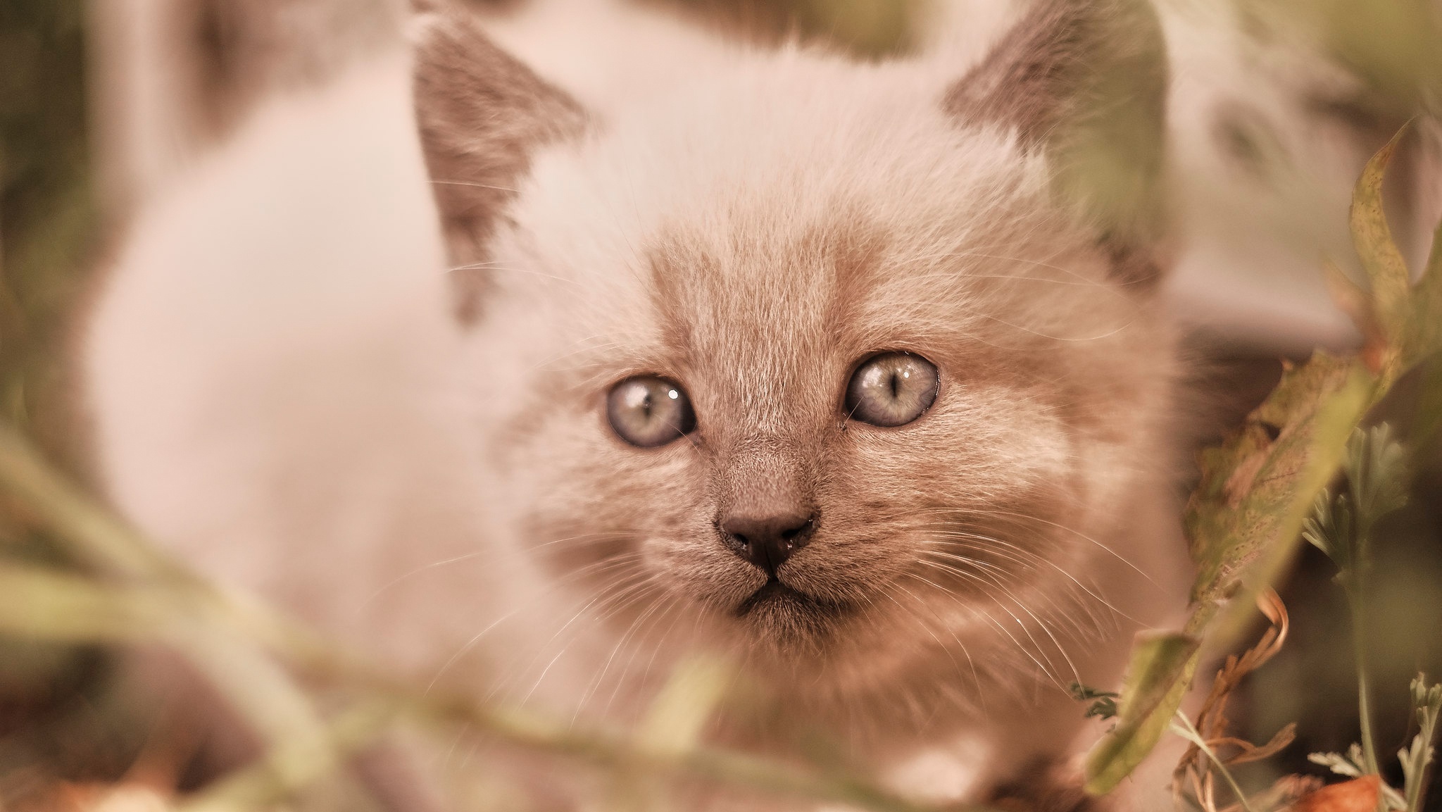 Laden Sie das Tiere, Katzen, Katze, Kätzchen-Bild kostenlos auf Ihren PC-Desktop herunter