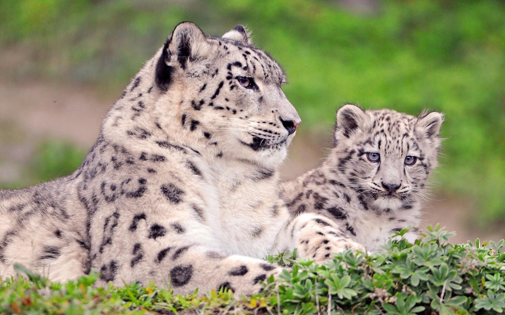 couple, animals, grass, snow leopard, sit, young, pair, joey HD wallpaper