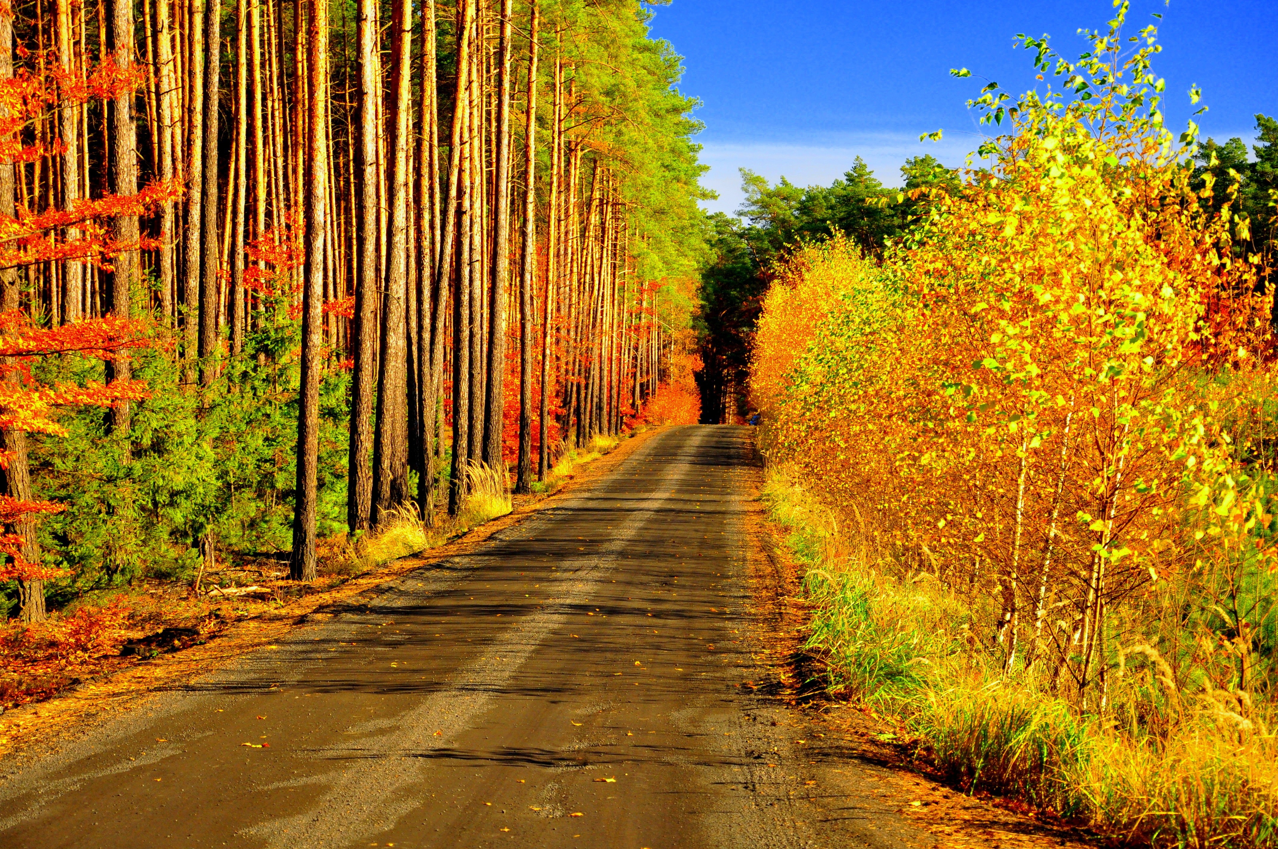 Скачать картинку Природа, Осень, Дорога, Лес, Дерево, Сделано Человеком в телефон бесплатно.