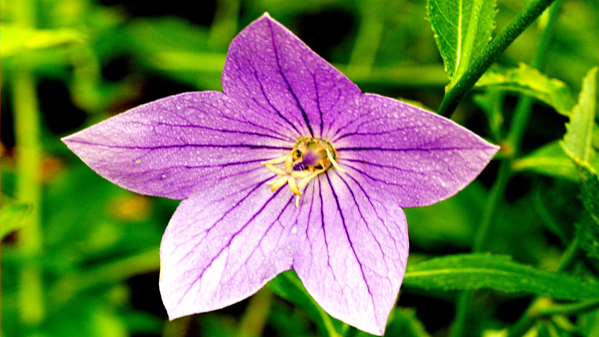 Téléchargez gratuitement l'image Fleurs, Fleur, Terre/nature sur le bureau de votre PC