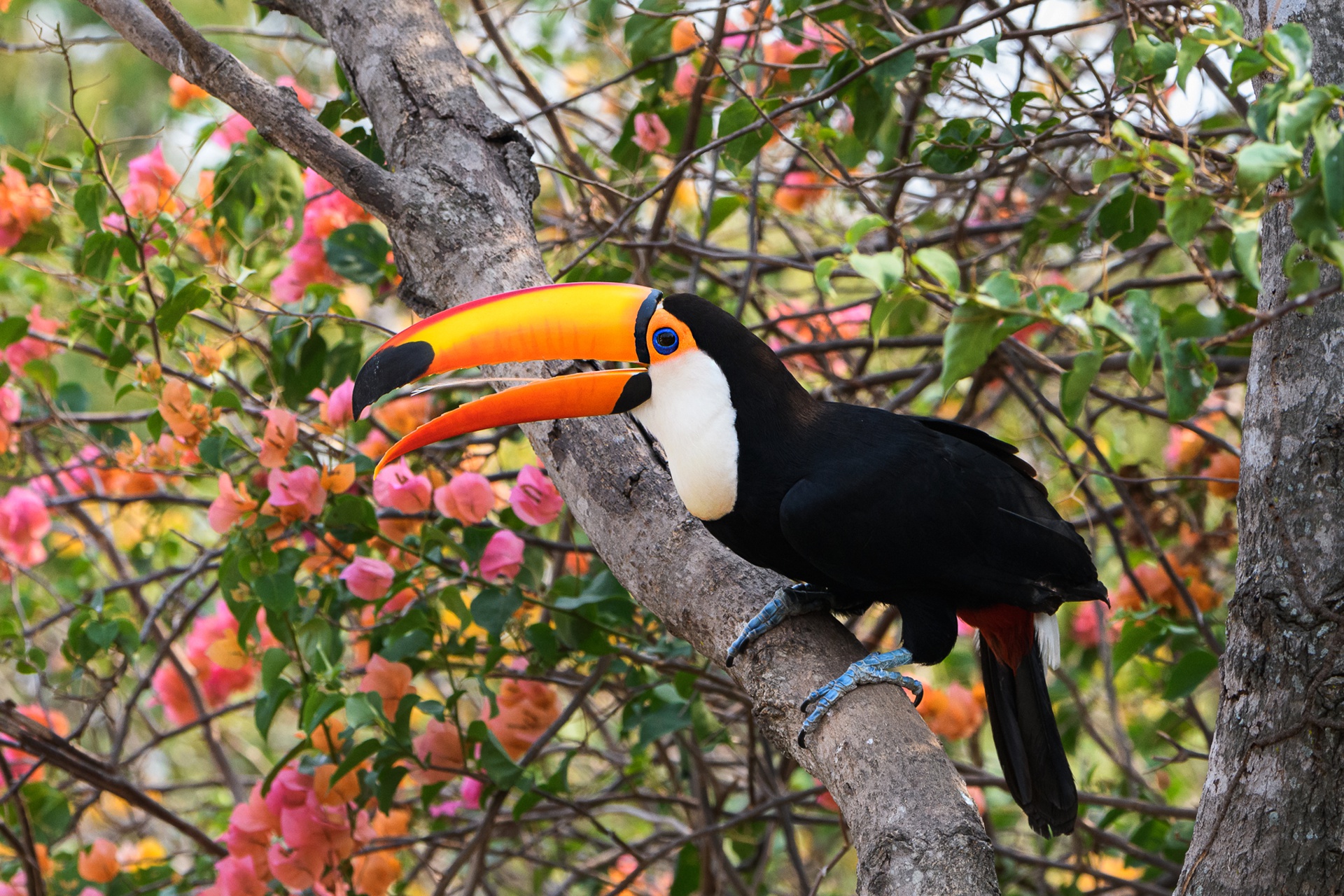 Download mobile wallpaper Birds, Flower, Bird, Branch, Animal, Toucan, Bougainvillea for free.