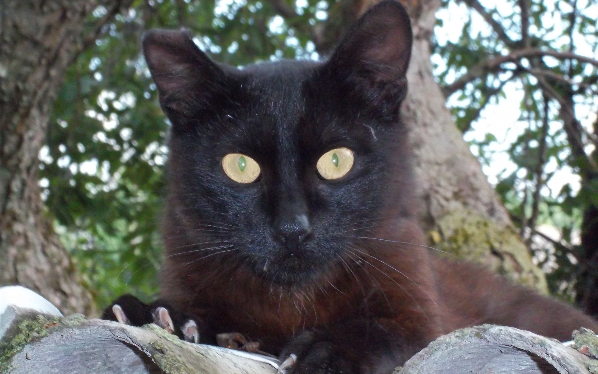 279862 Bildschirmschoner und Hintergrundbilder Katzen auf Ihrem Telefon. Laden Sie  Bilder kostenlos herunter