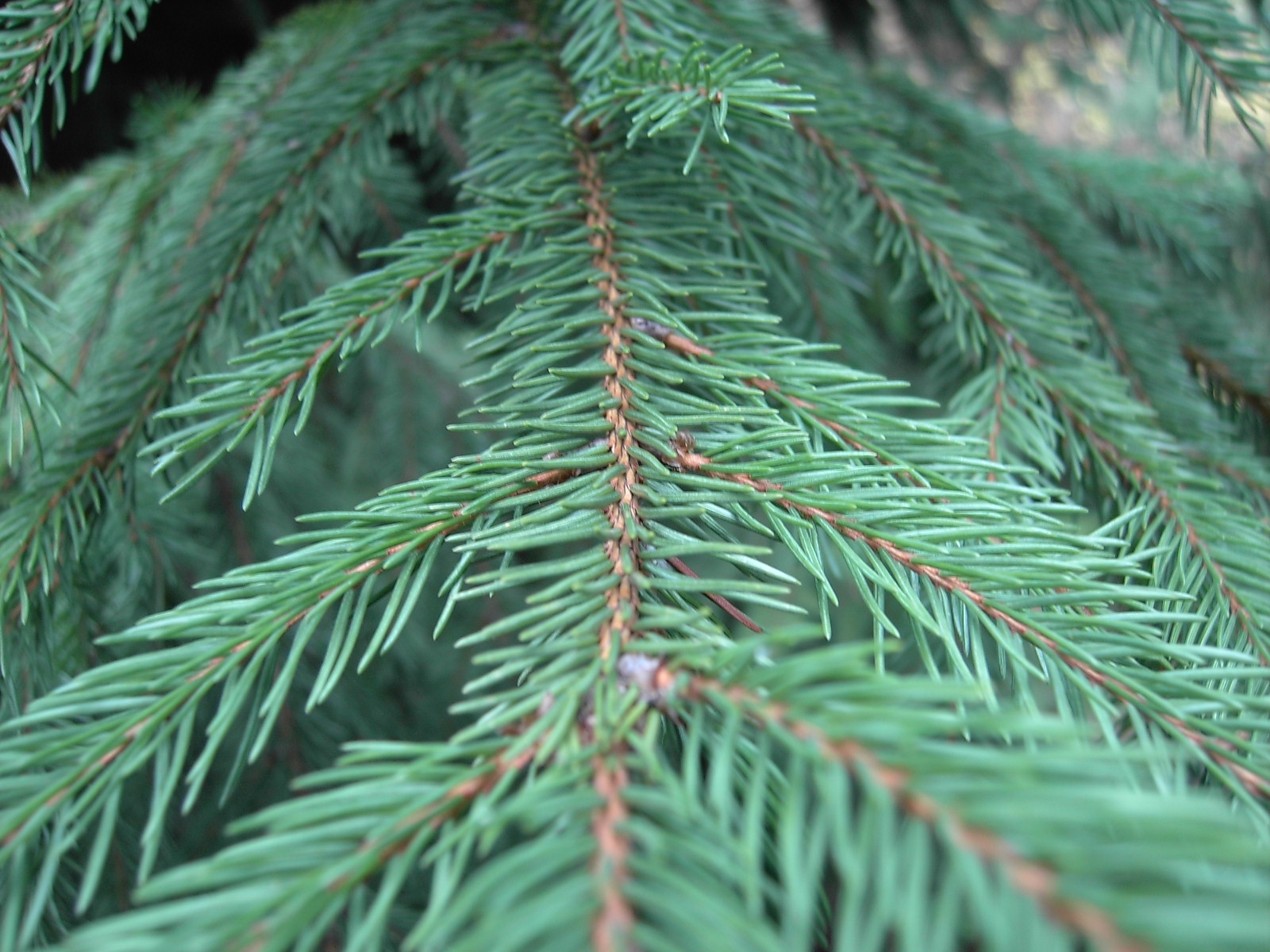 Download mobile wallpaper Needle, Plants, Fir Trees for free.