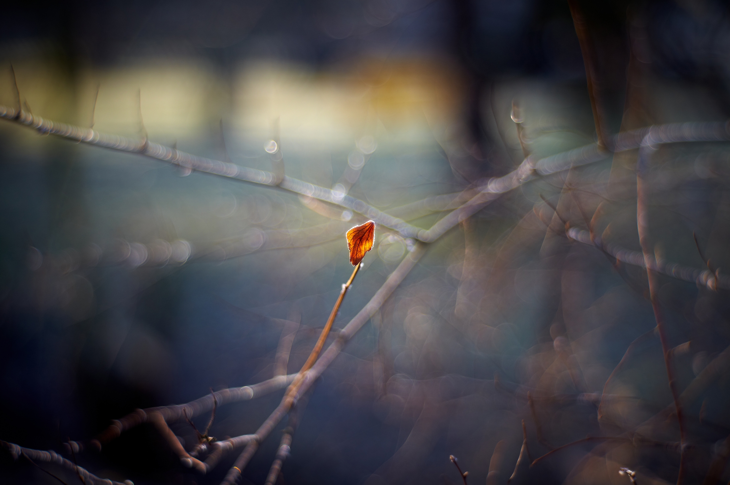 Descarga gratuita de fondo de pantalla para móvil de Planta, Macro, Sábana, Hoja, Rama, Destello, Deslumbramiento.