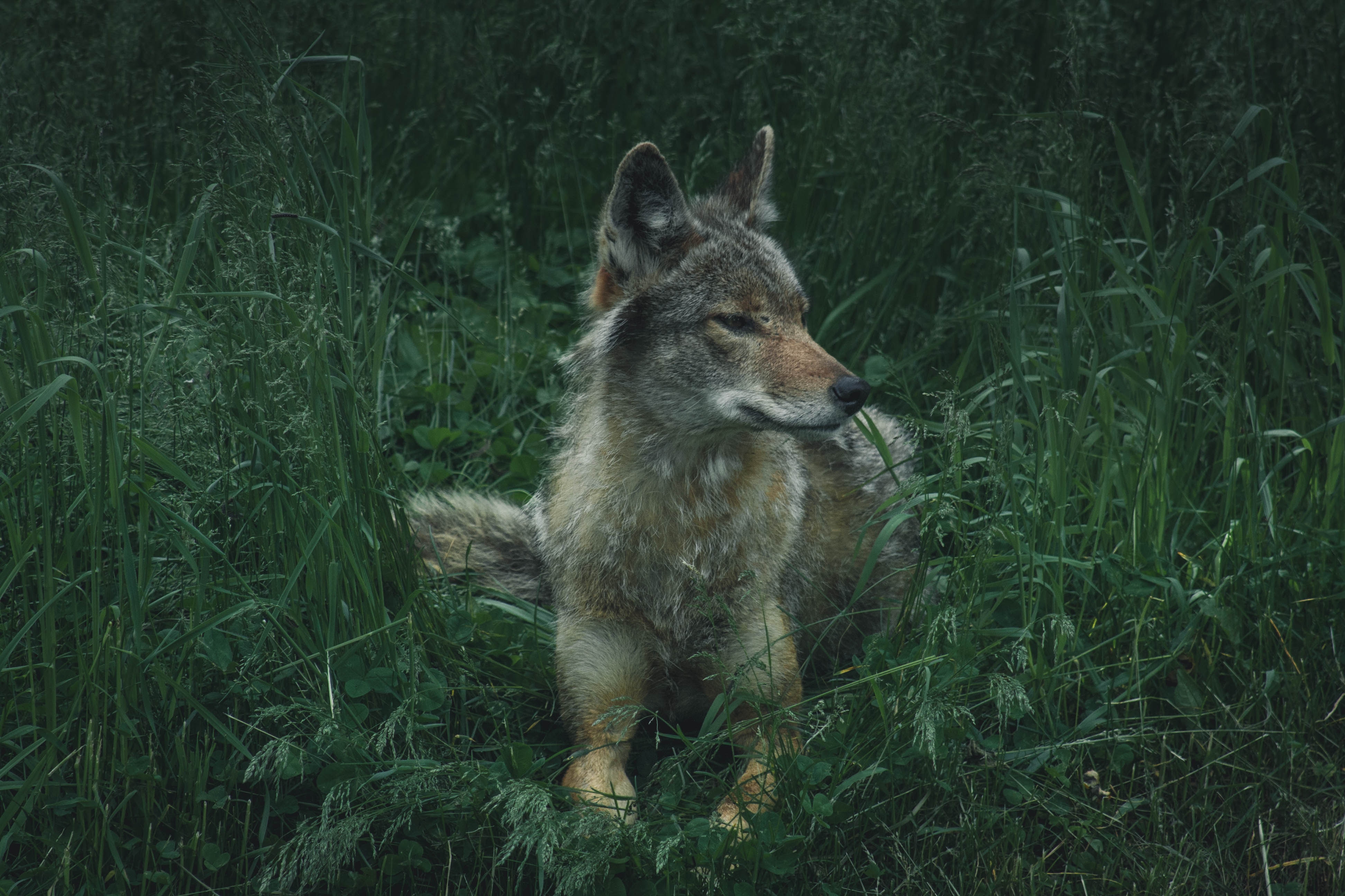 PCデスクトップに動物, 草, プレデター, 捕食者, 狼画像を無料でダウンロード