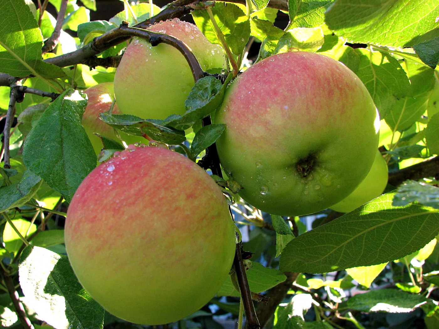 32334 baixar imagens plantas, frutas, maçãs, verde - papéis de parede e protetores de tela gratuitamente