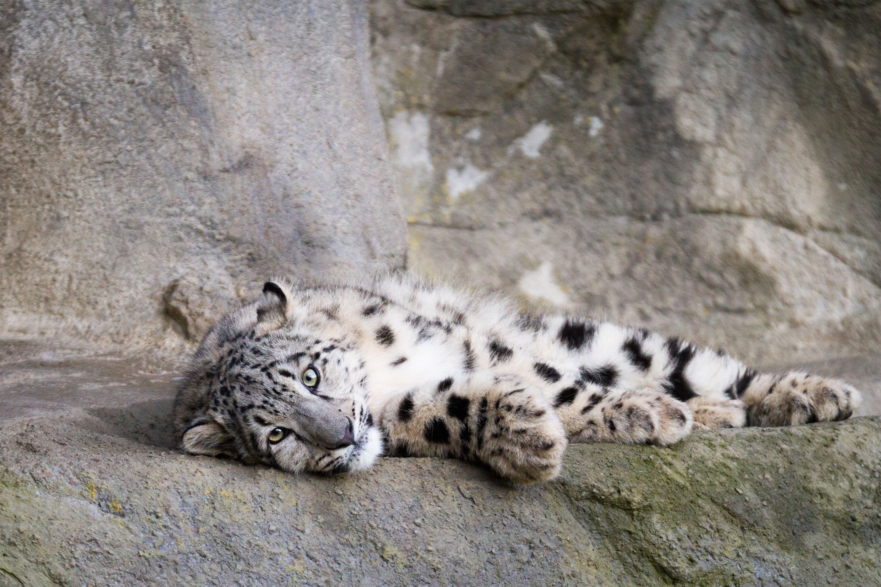 Free download wallpaper Cats, Snow Leopard, Animal on your PC desktop