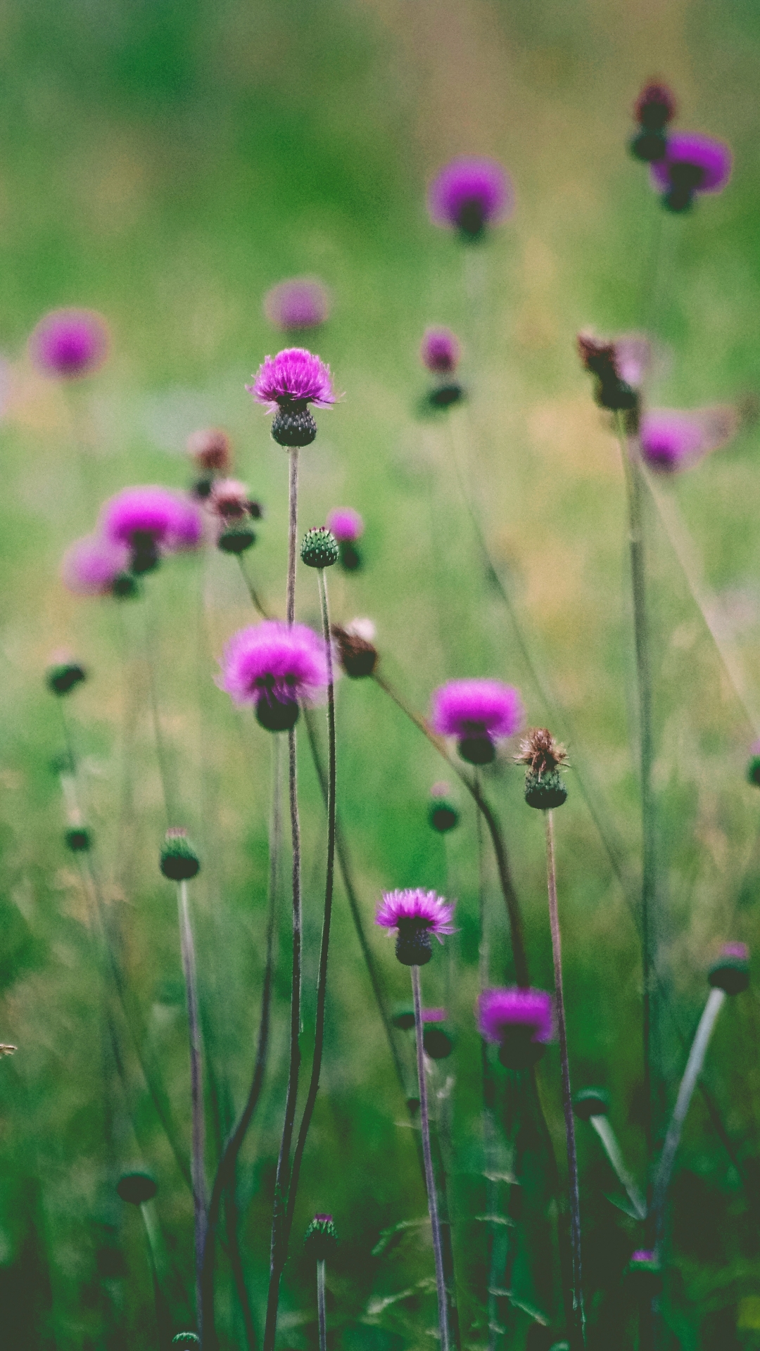 Download mobile wallpaper Nature, Flowers, Flower, Blur, Earth, Purple Flower for free.