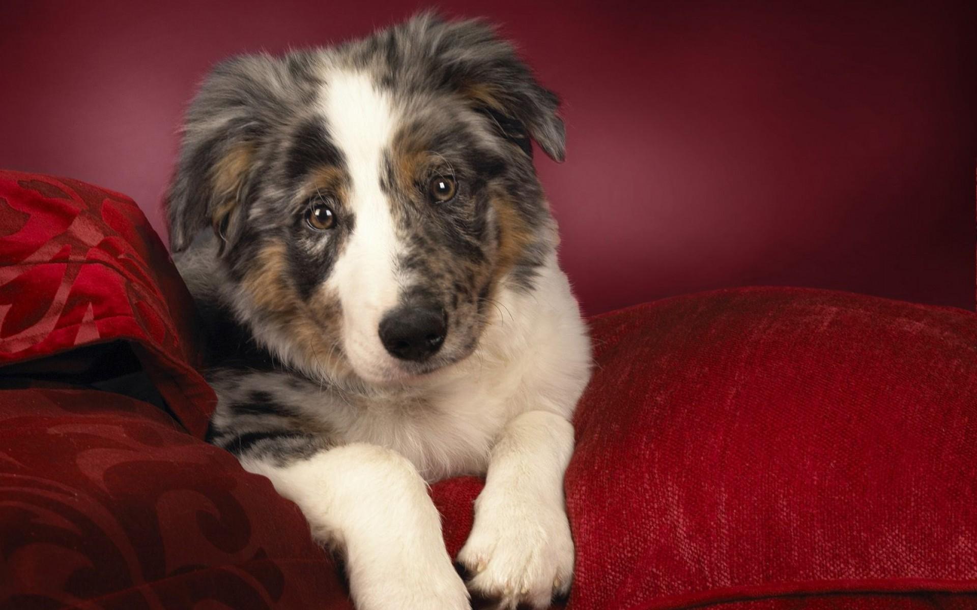 Téléchargez gratuitement l'image Chiens, Chien, Animaux sur le bureau de votre PC