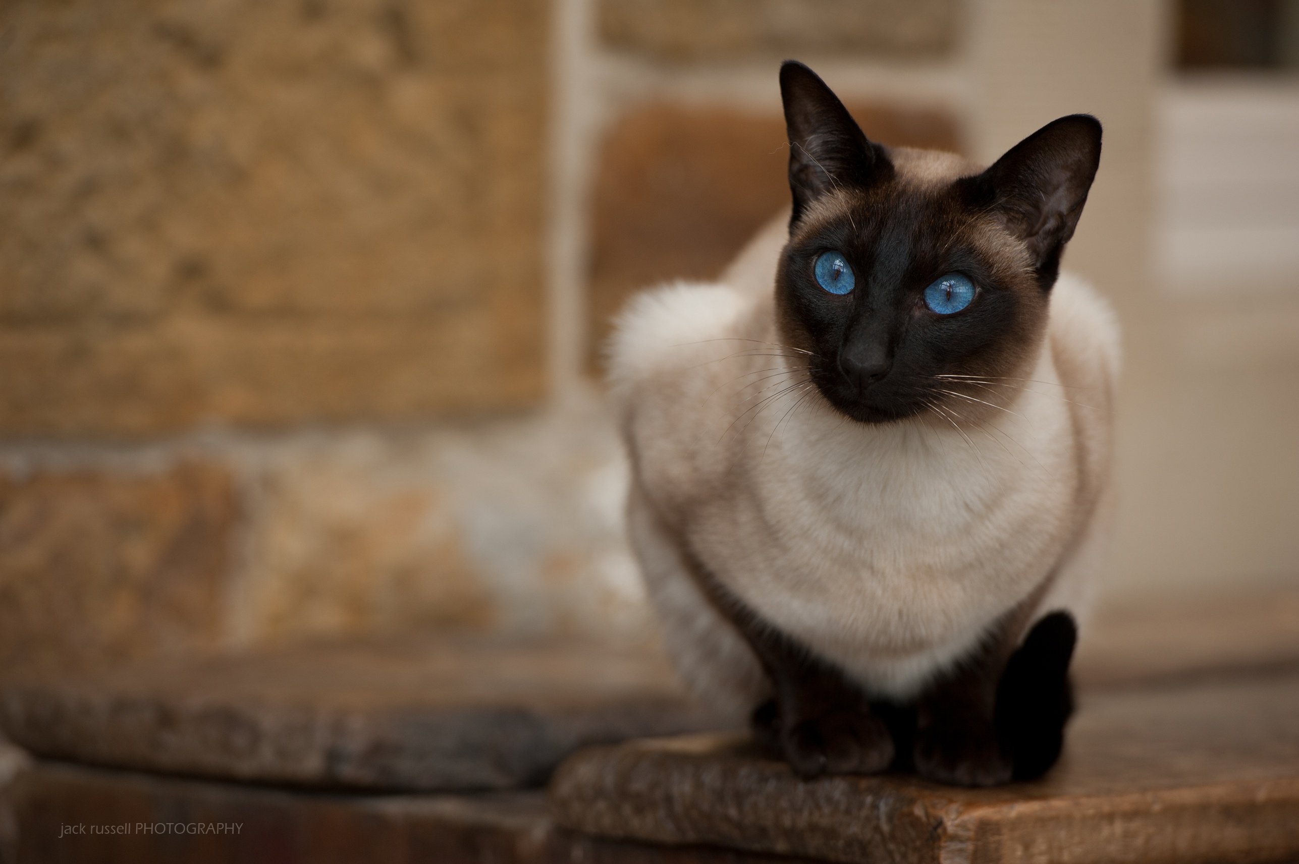 421664画像をダウンロード動物, シャム猫, 青い目, ネコ, 見詰める, 猫-壁紙とスクリーンセーバーを無料で