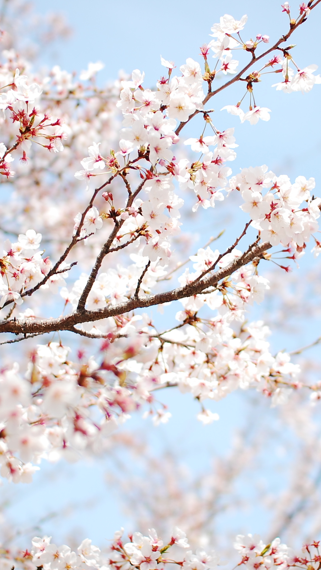 1131419 Bildschirmschoner und Hintergrundbilder Blumen auf Ihrem Telefon. Laden Sie  Bilder kostenlos herunter