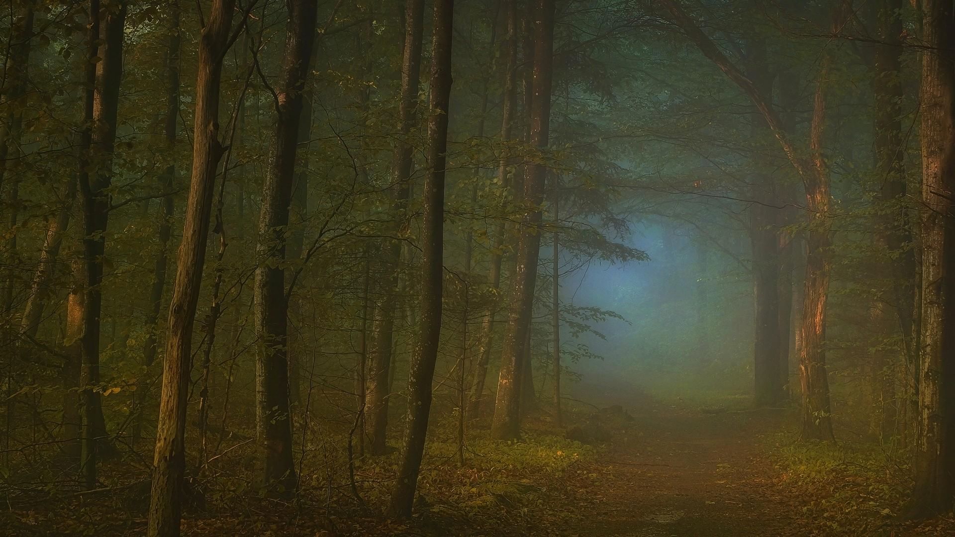 Free download wallpaper Forest, Fog, Earth on your PC desktop