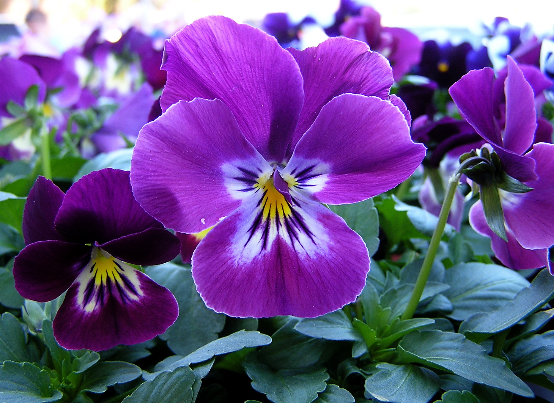 無料モバイル壁紙フラワーズ, パンジー, 花, 地球, 紫色の花をダウンロードします。
