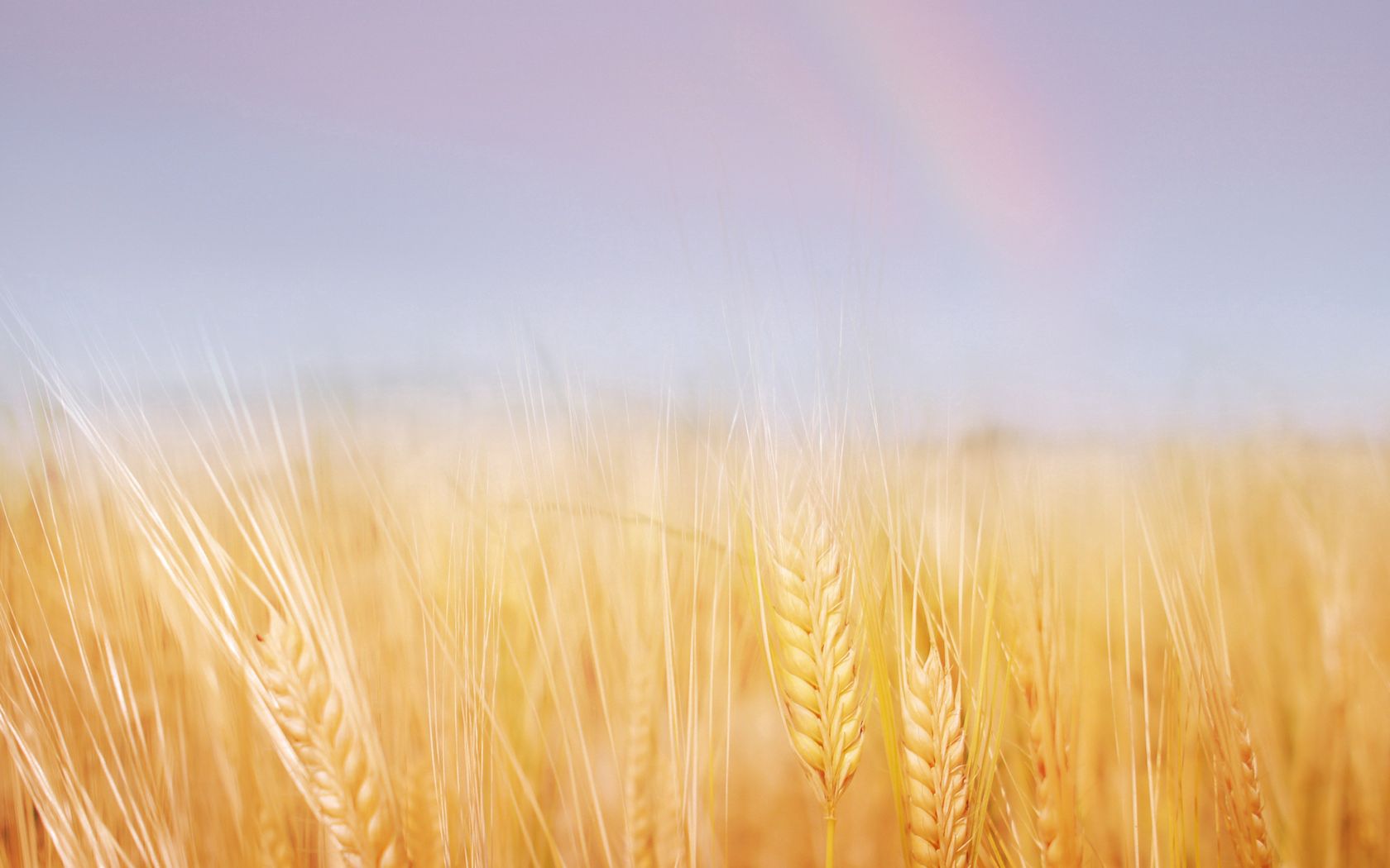 133314 скачать картинку поле, пшеница, золотая, колосья, природа, небо, радуга - обои и заставки бесплатно