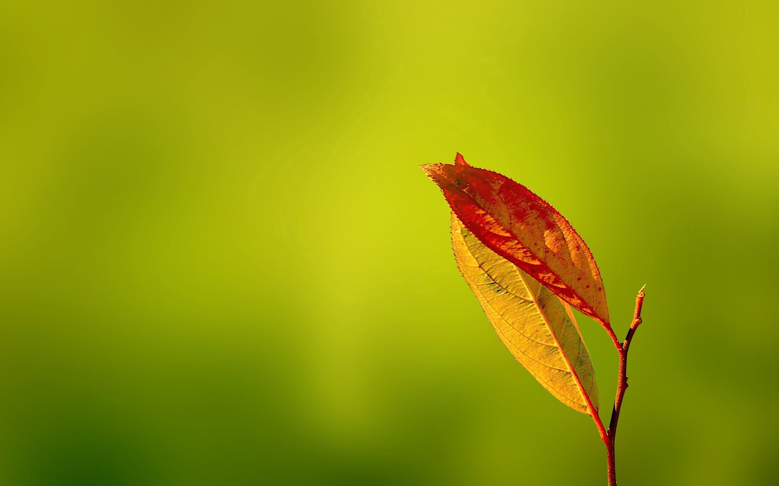 Download mobile wallpaper Macro, Dry, Glare, Autumn, Leaves for free.