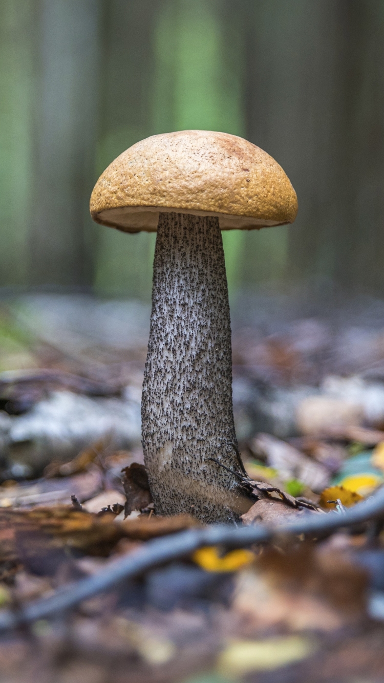 Descarga gratuita de fondo de pantalla para móvil de Champiñón, Tierra/naturaleza.