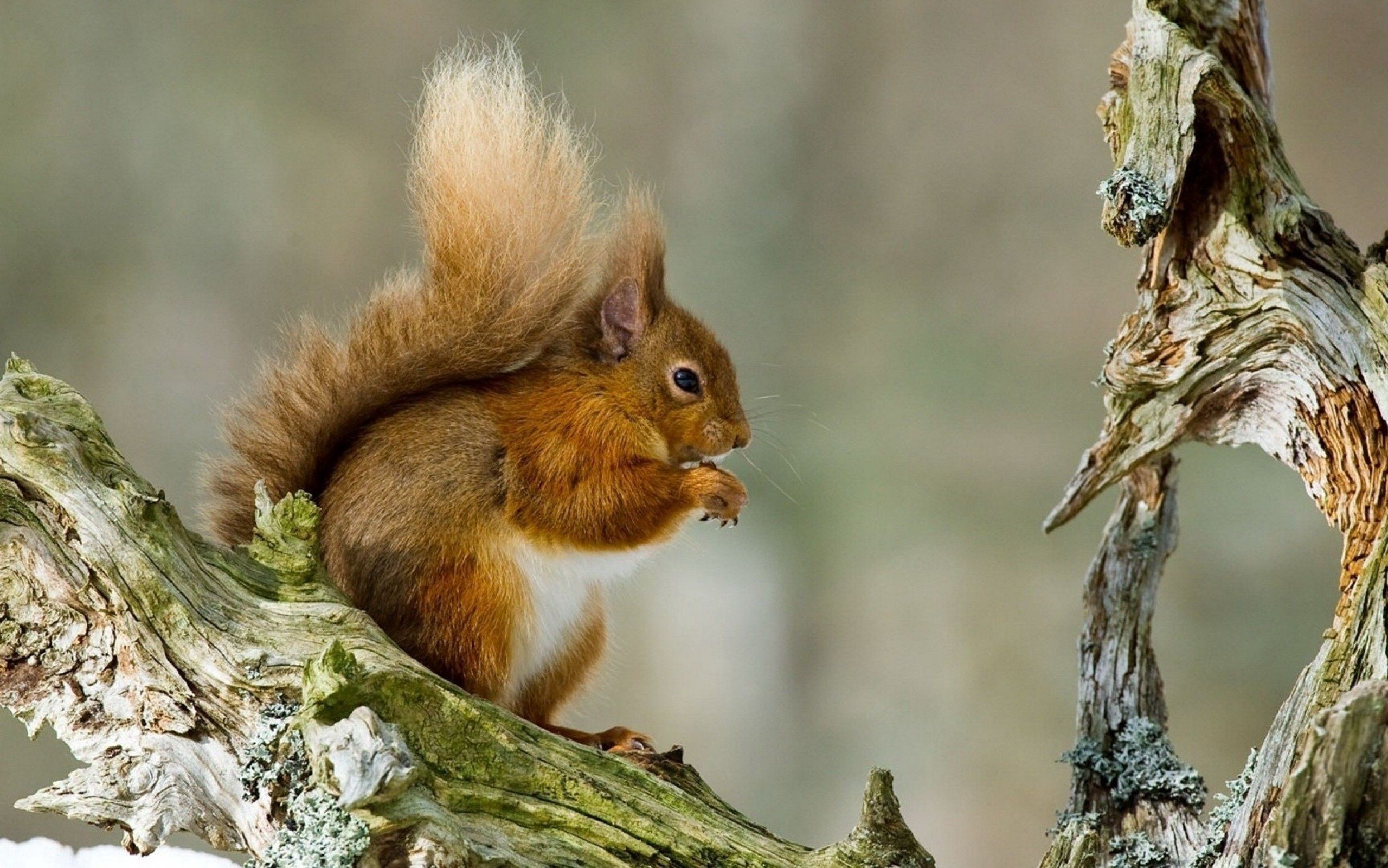 Free download wallpaper Animals, Wood, Sit, Tree, Tail, Squirrel on your PC desktop