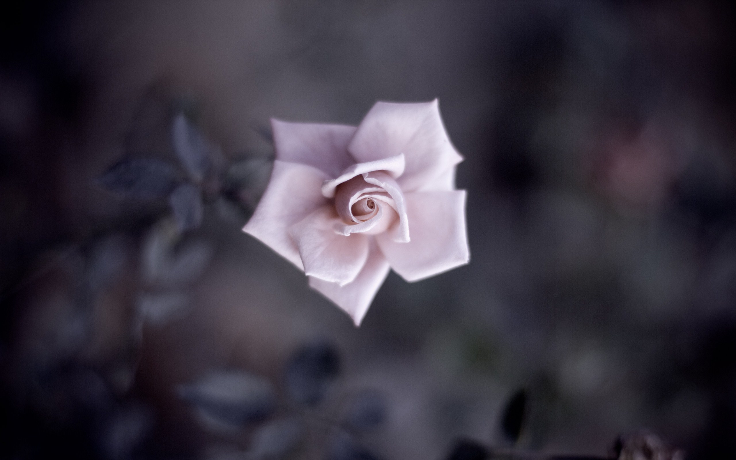 Download mobile wallpaper Blur, Pink Rose, Flowers, Nature, Flower, Rose, Earth for free.