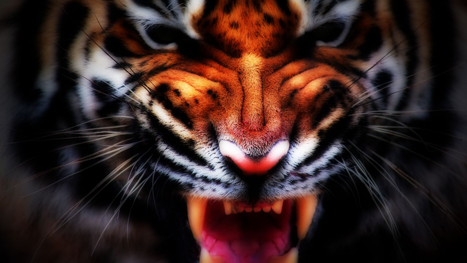 Free download wallpaper Cats, Animal, Tiger on your PC desktop