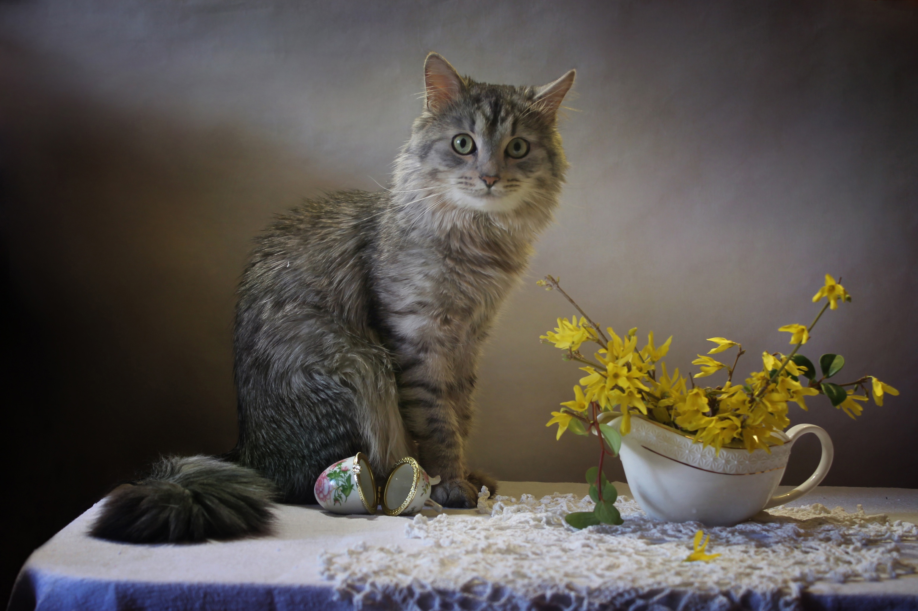 Baixar papel de parede para celular de Animais, Gatos, Natureza Morta, Gato gratuito.