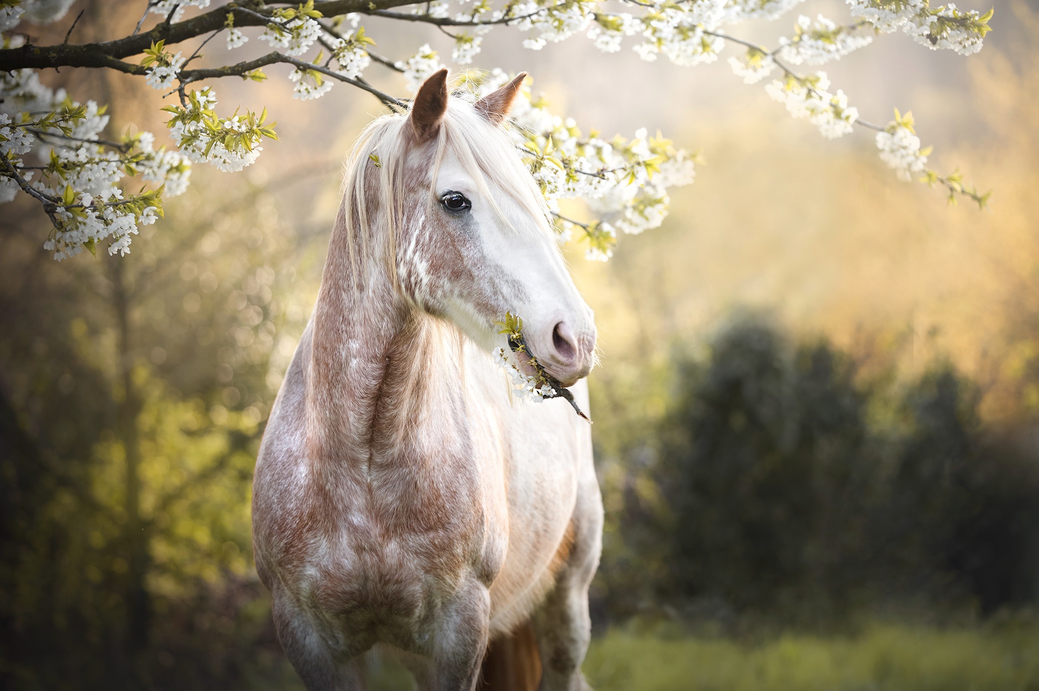 Spring horse. Красивые лошади. Красивые лошади на рабочий стол. Лошадь весной.