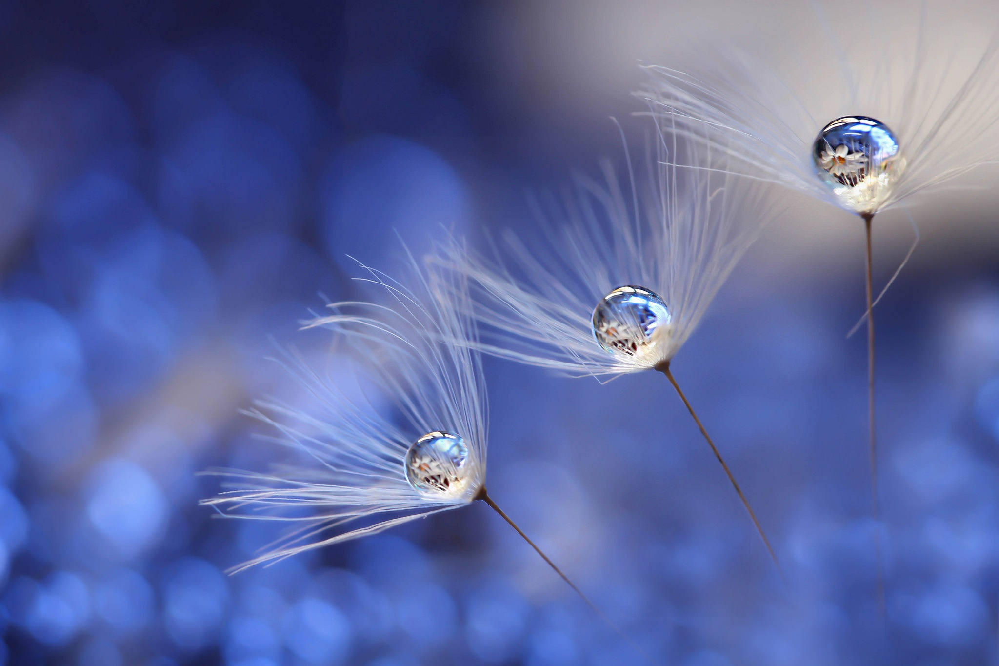 Free download wallpaper Reflection, Plant, Macro, Earth, Water Drop on your PC desktop