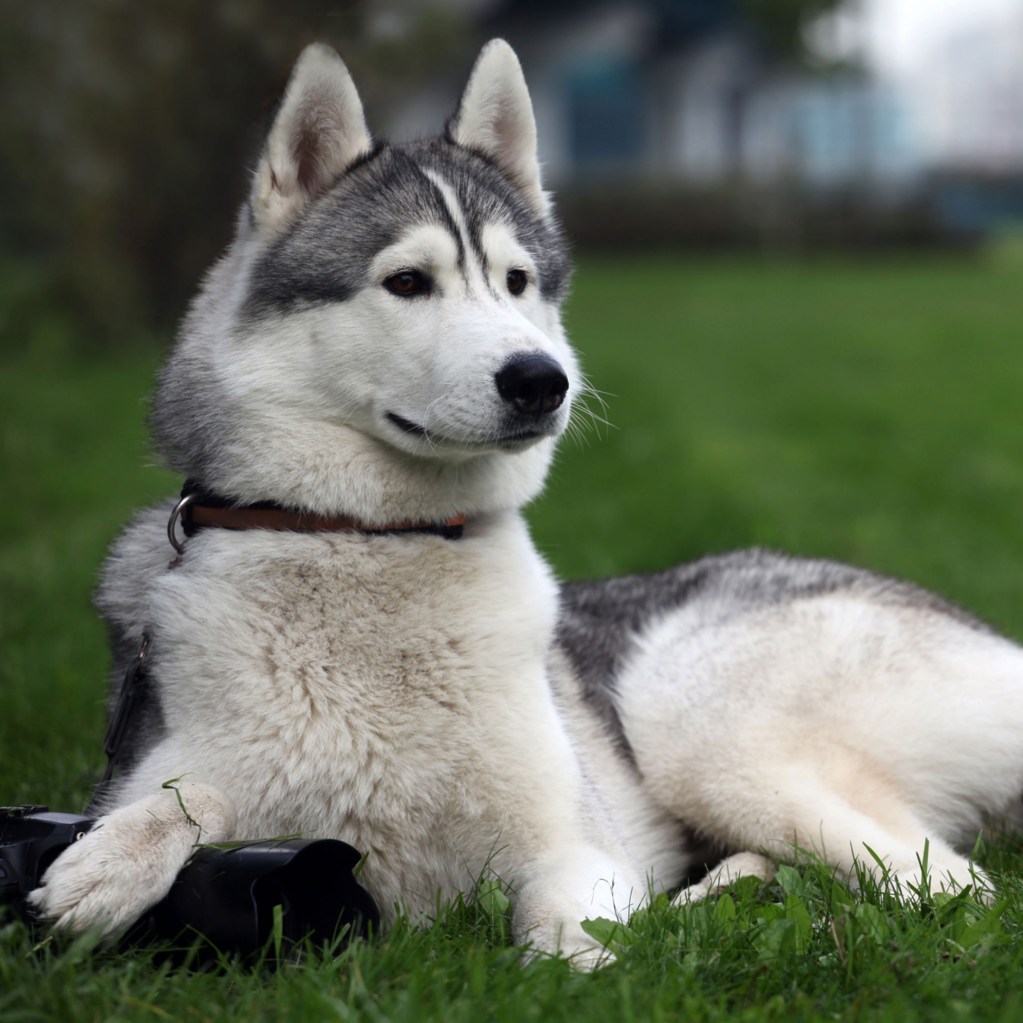 Download mobile wallpaper Dogs, Animal, Siberian Husky for free.