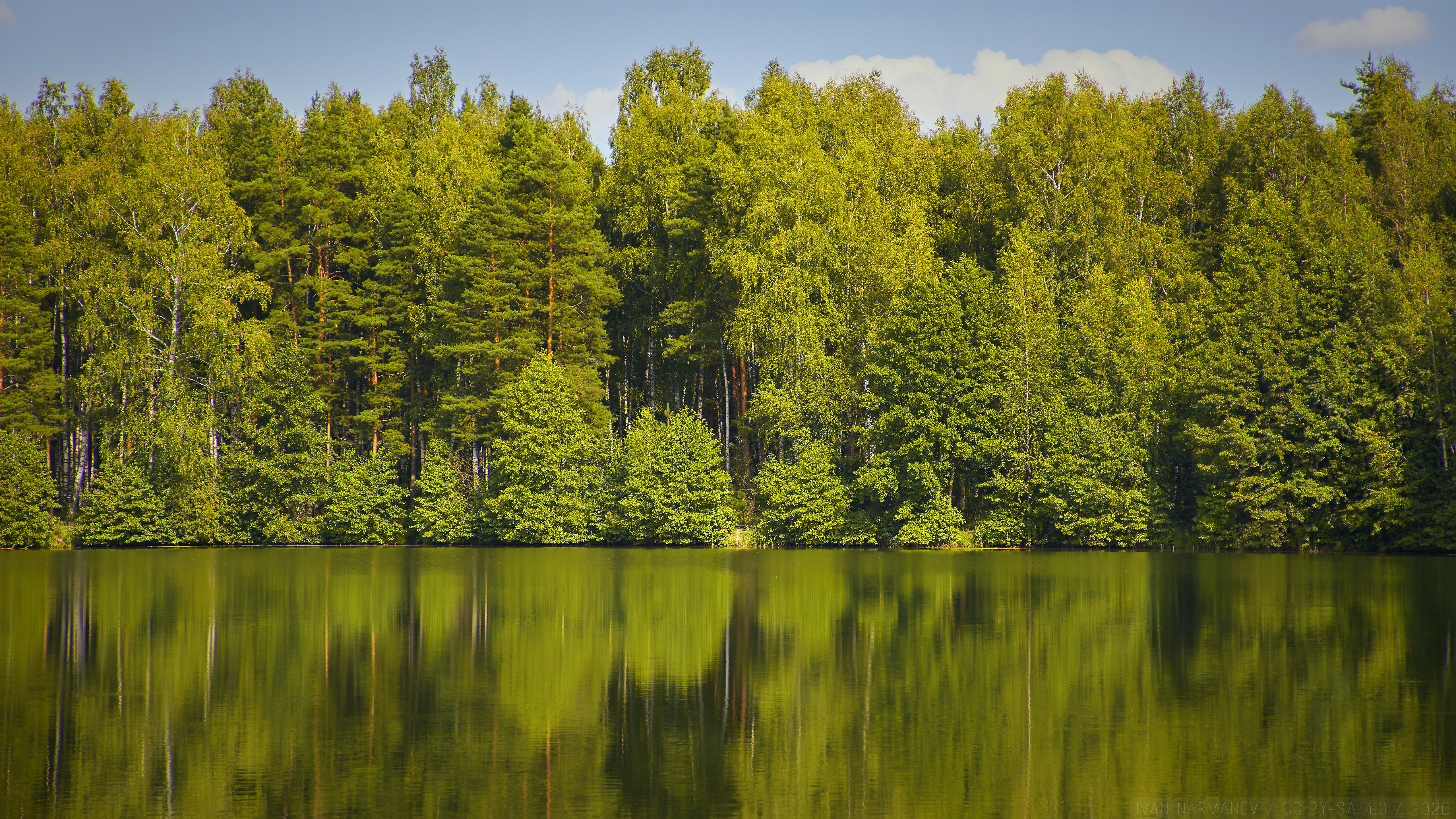 Download mobile wallpaper Reflection, Forest, Lake, Trees, Nature, Water for free.