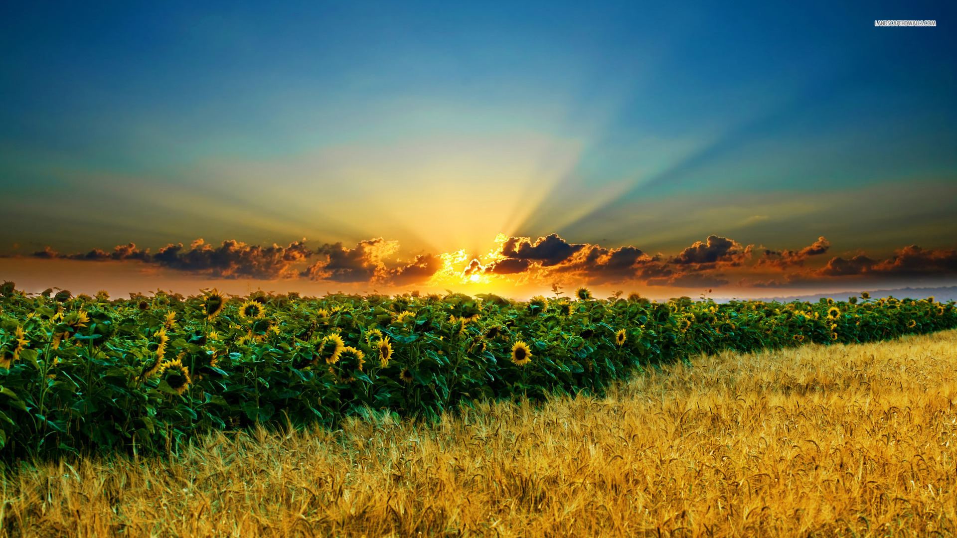 Free download wallpaper Earth, Field on your PC desktop