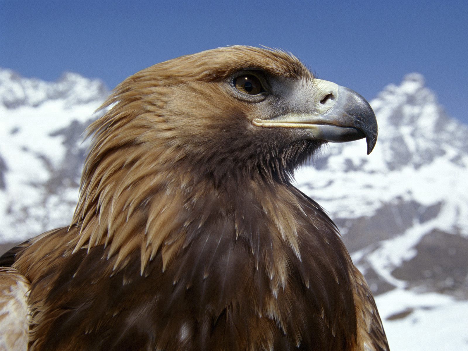 78831 скачать обои орел, животные, птица, клюв, хищник, опасный - заставки и картинки бесплатно